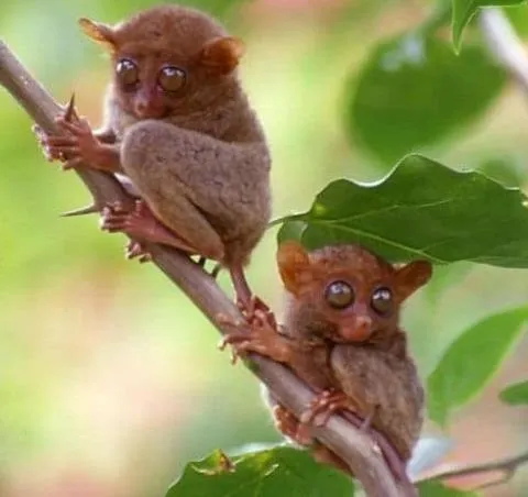 Neighbourhood in Amun Ini Beach Resort & Spa