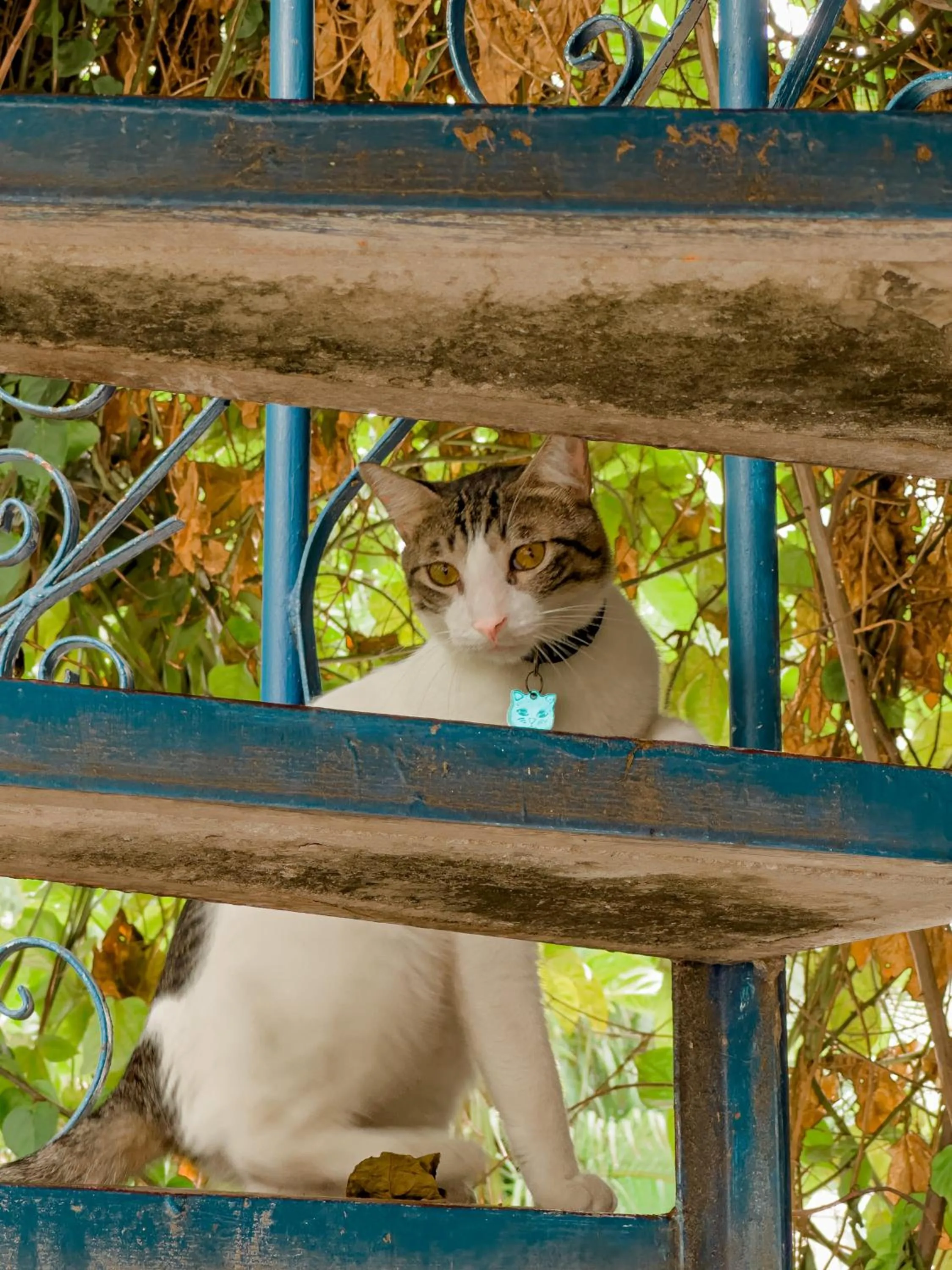 Pets in Casa del Puerto Hostel & Suites