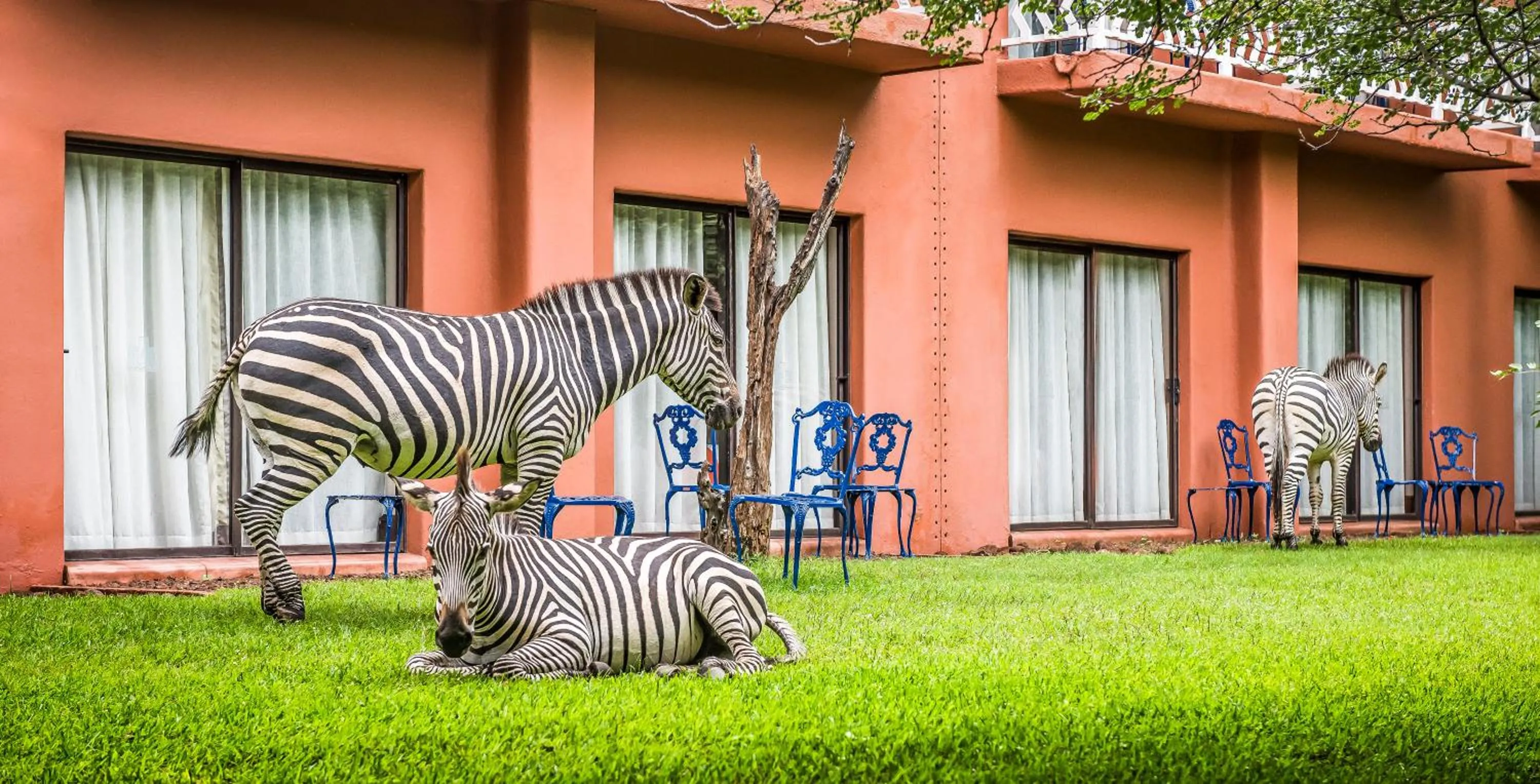 Animals in Avani Victoria Falls Resort
