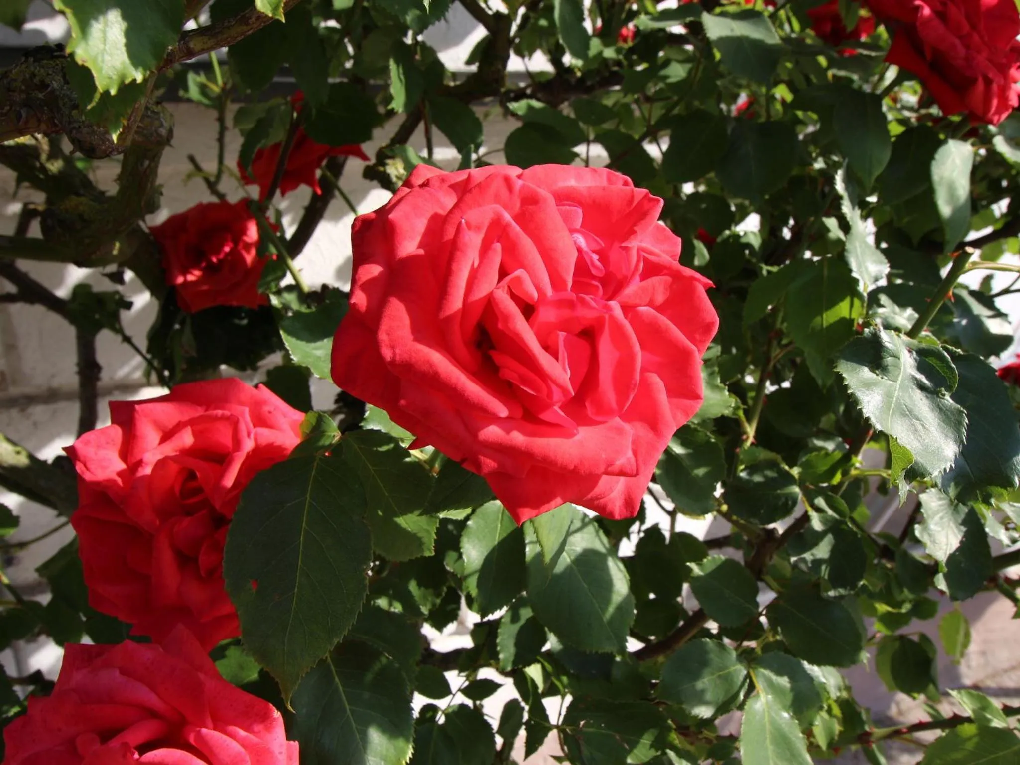 Garden in Parkhotel Putbus Superior International