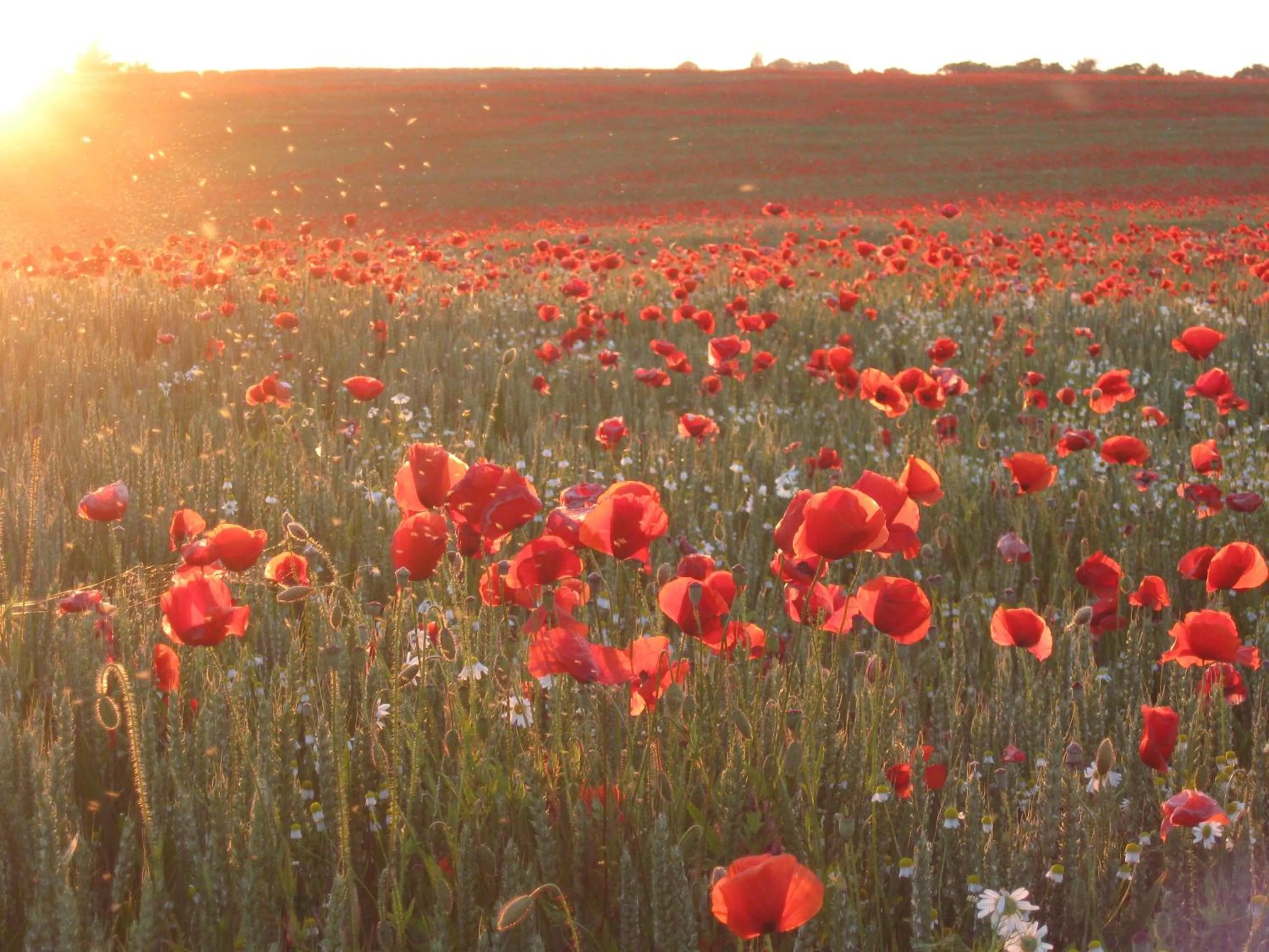 Natural landscape in Parkhotel Putbus Superior International