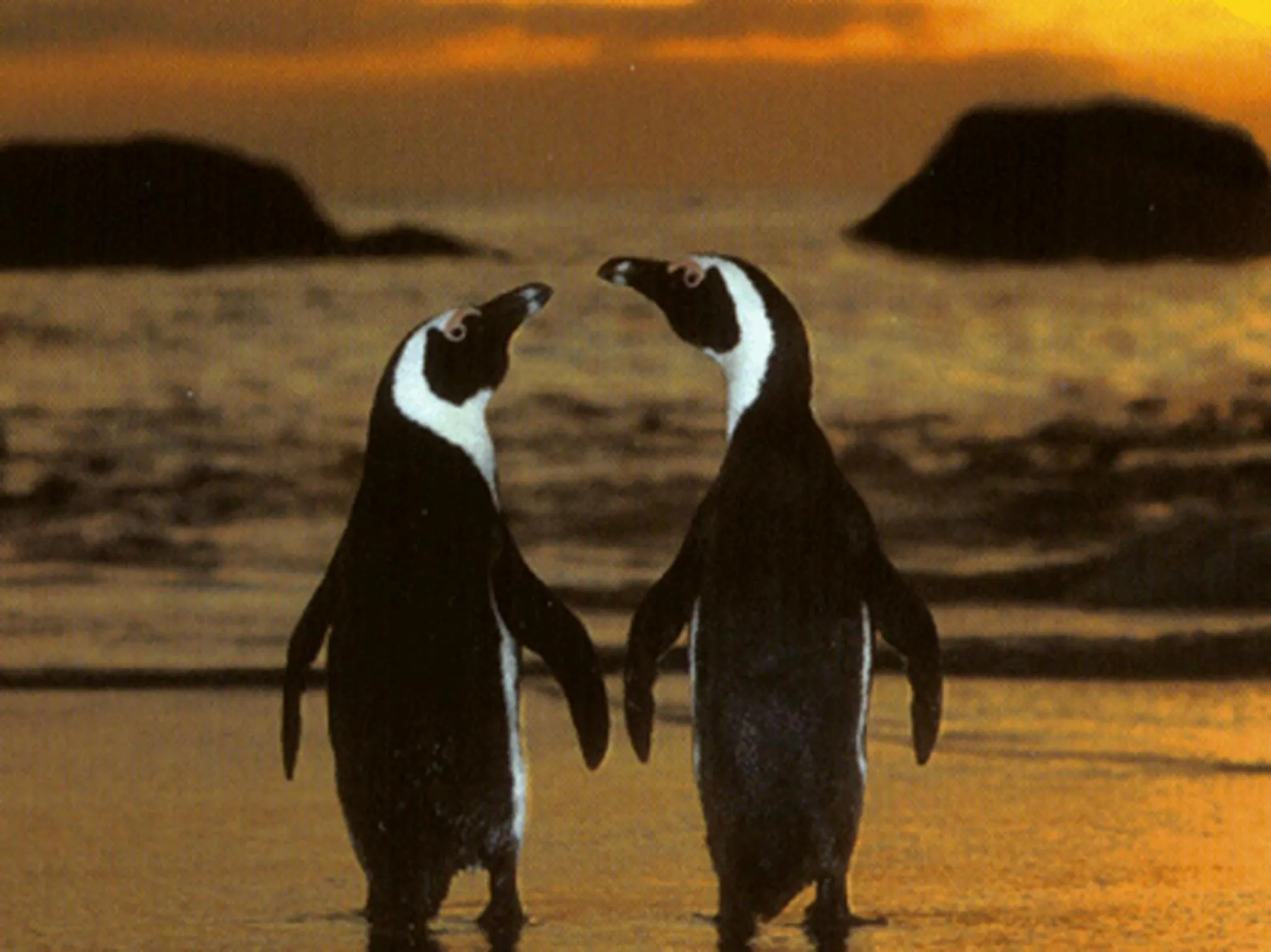 Area and facilities in Penguinden - load-shedding free