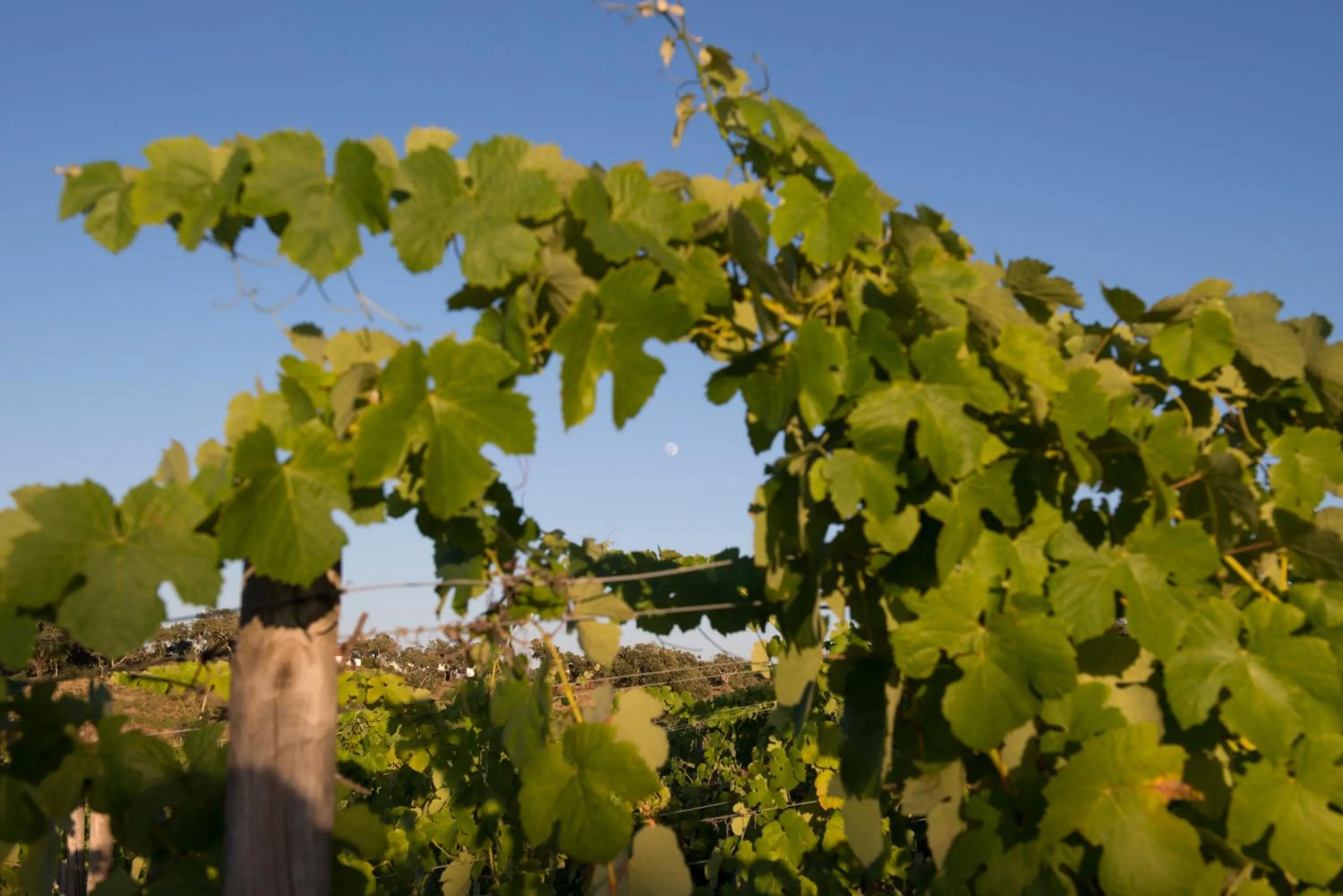 View (from property/room) in A Serenada Enoturismo