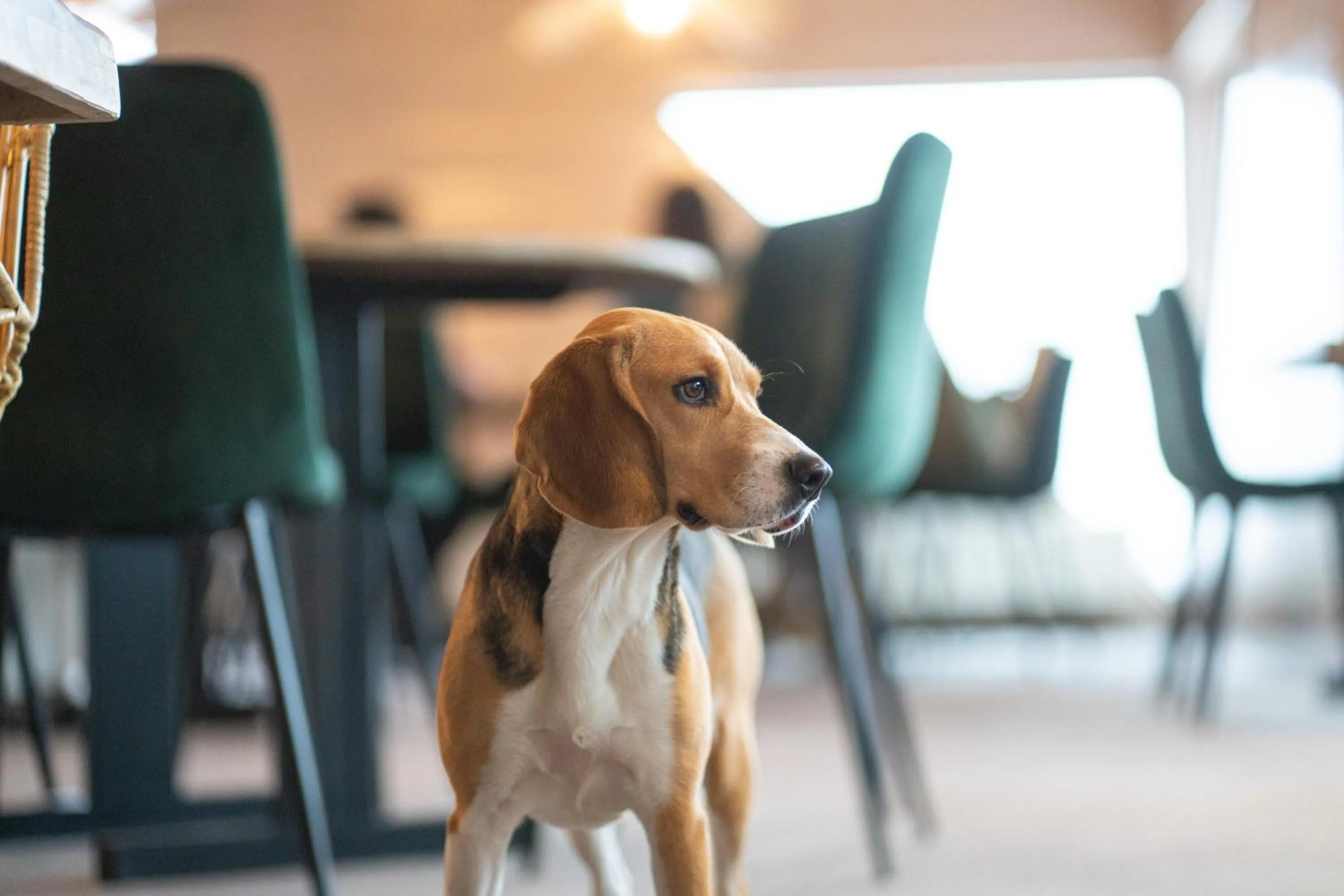 Animals in Hob Fort du Pré
