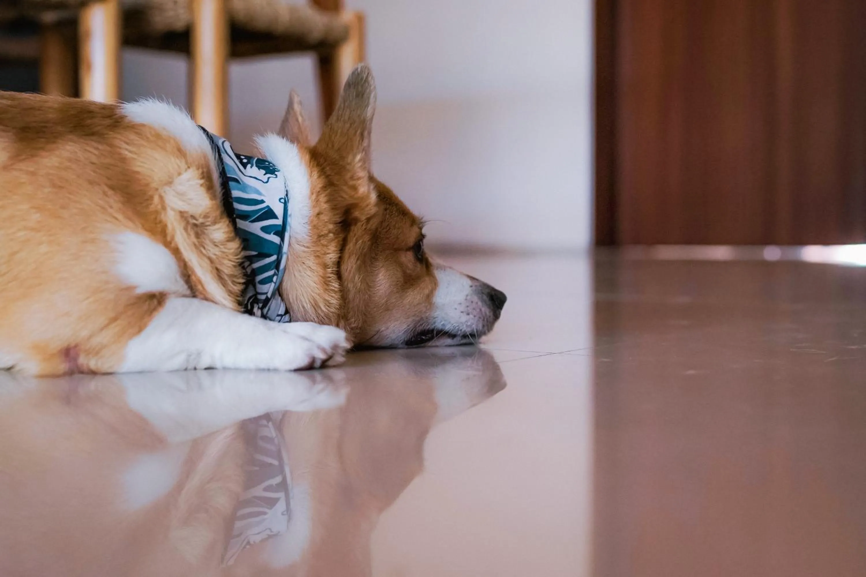 Pets in Pelangi 148 Beach Suites