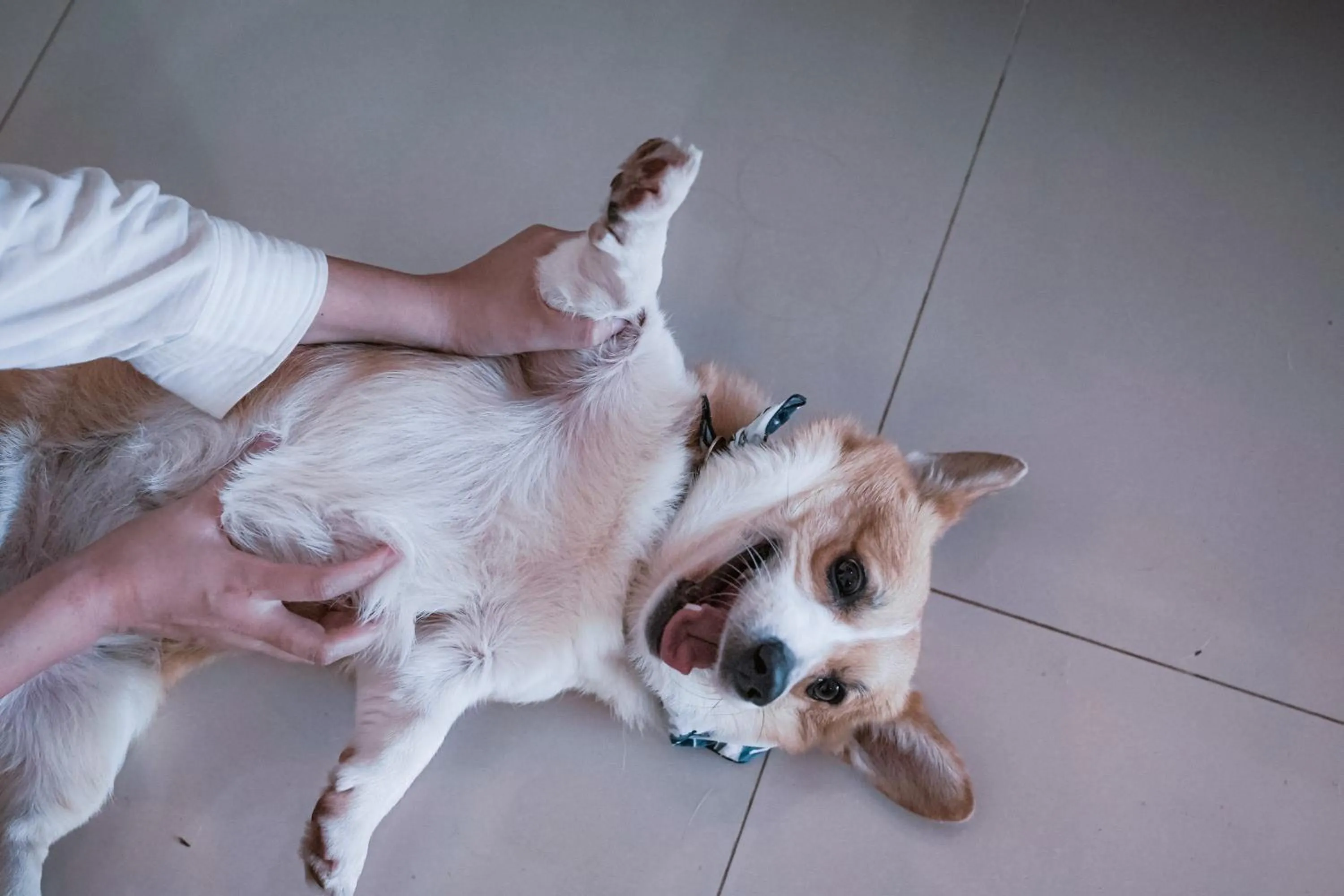 Pets in Pelangi 148 Beach Suites