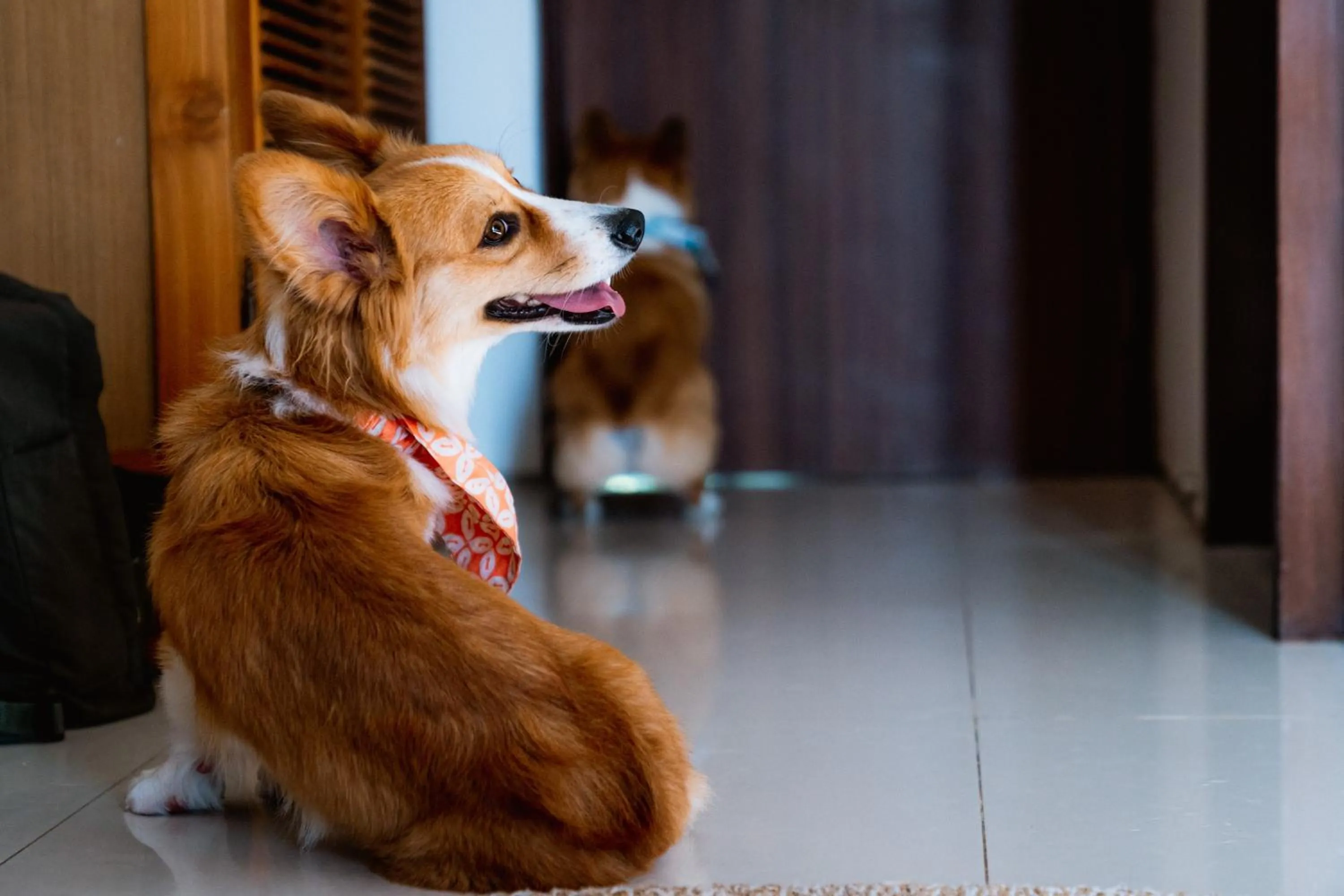 Pets in Pelangi 148 Beach Suites