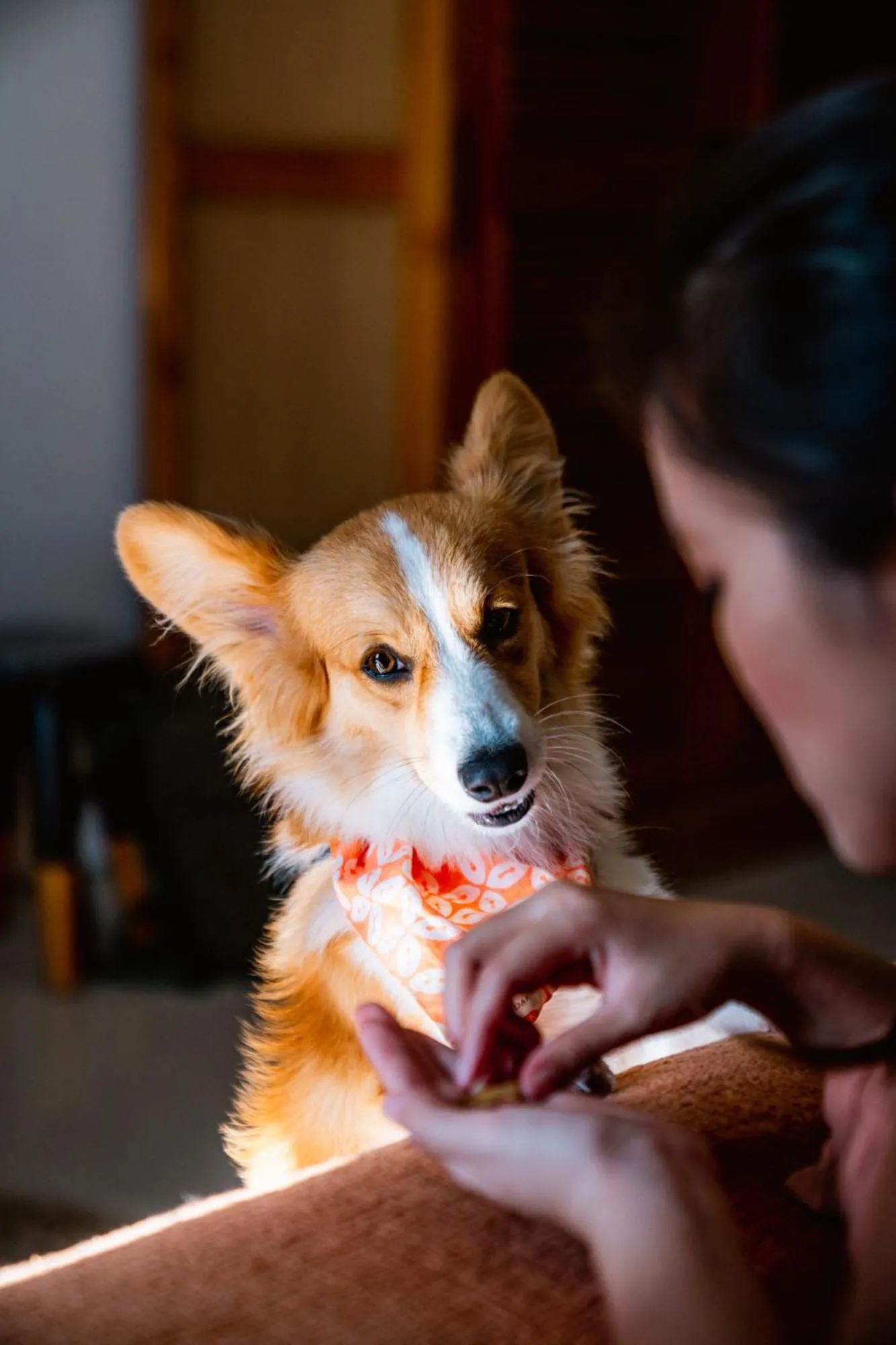 Pets in Pelangi 148 Beach Suites