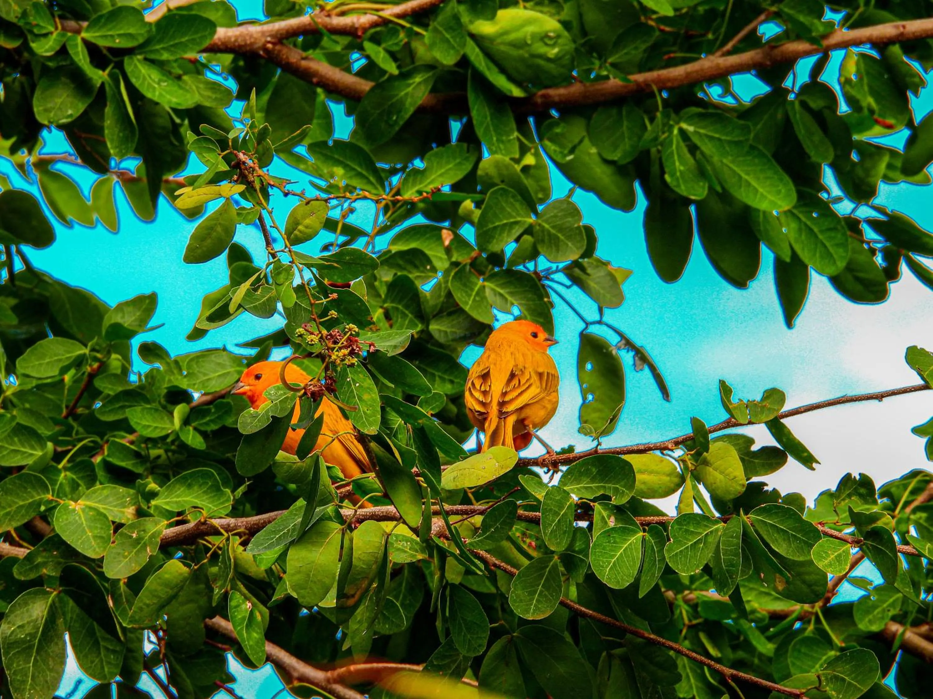 Animals in Hotel Terra Barichara