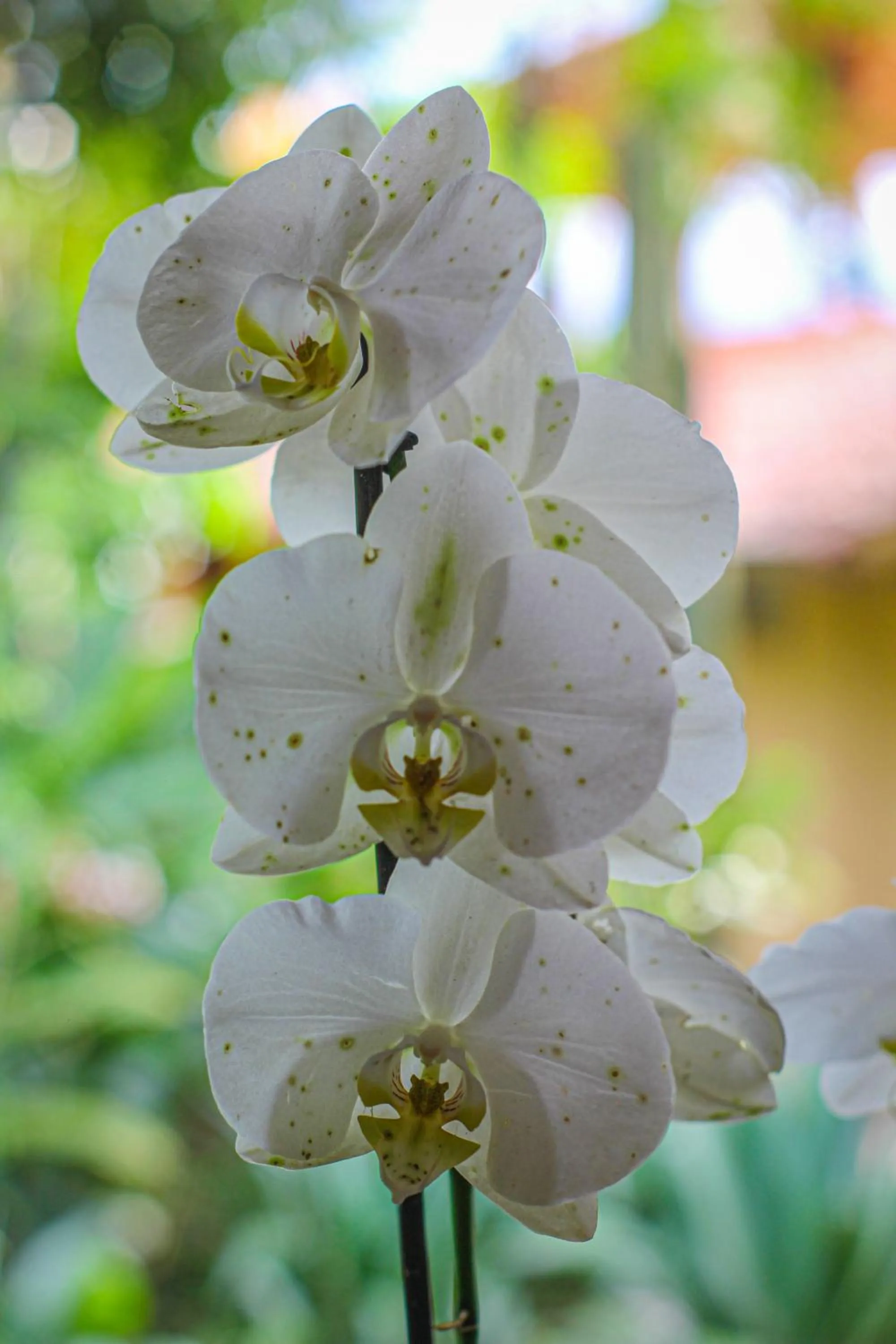 Garden in Hotel Terra Barichara