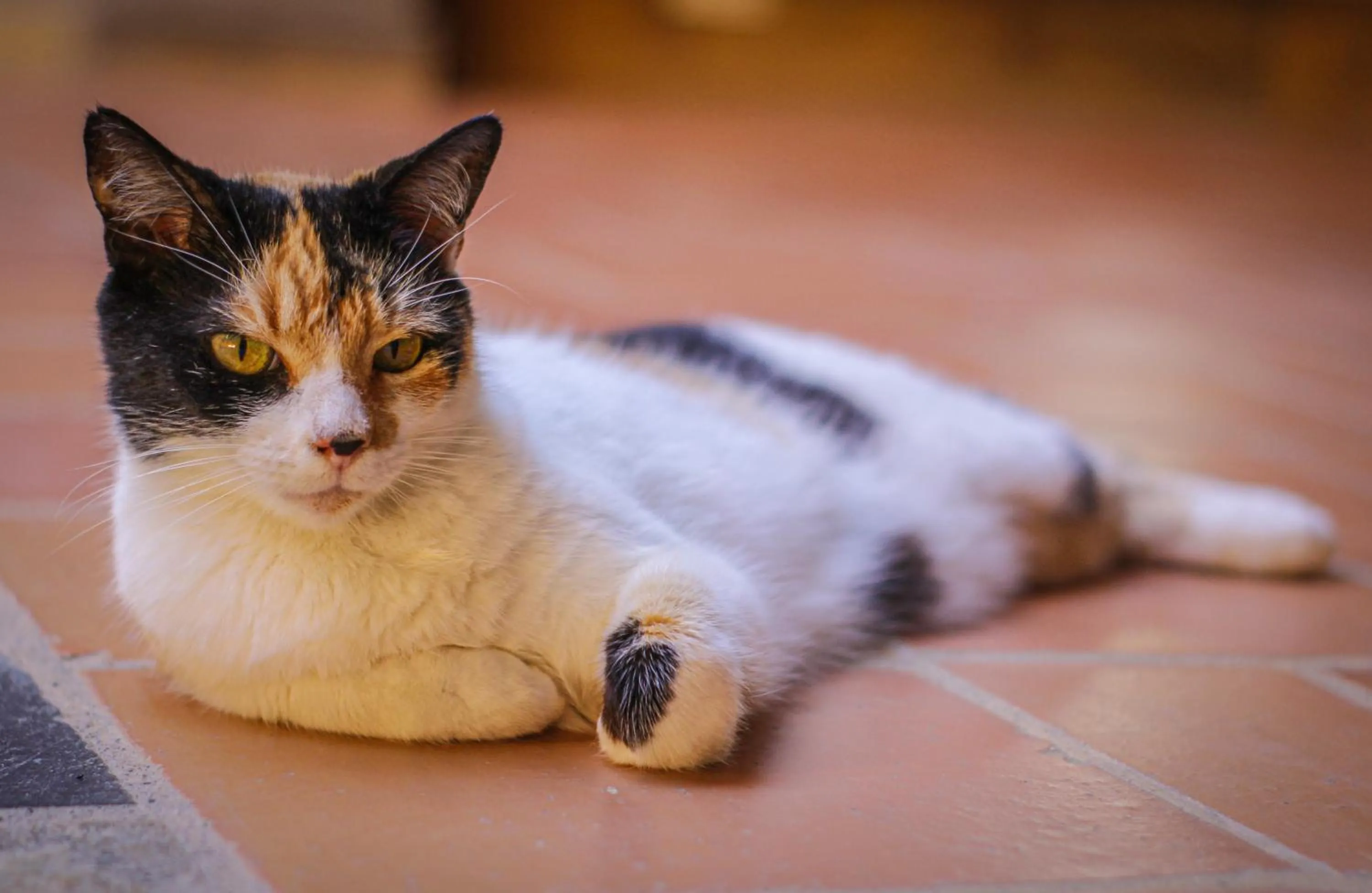 Animals in Hotel Terra Barichara