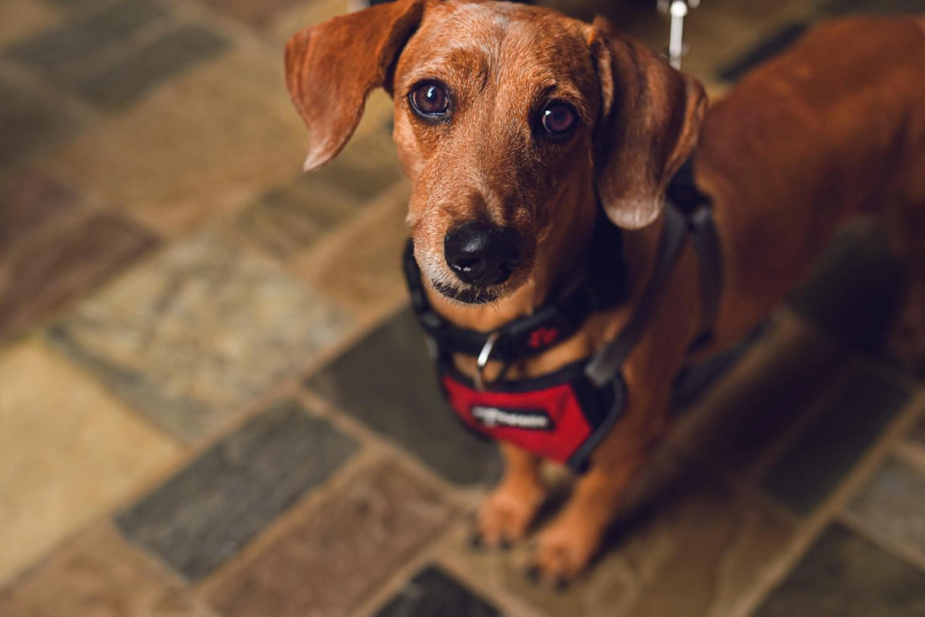 Pets in Hotel Terra Barichara