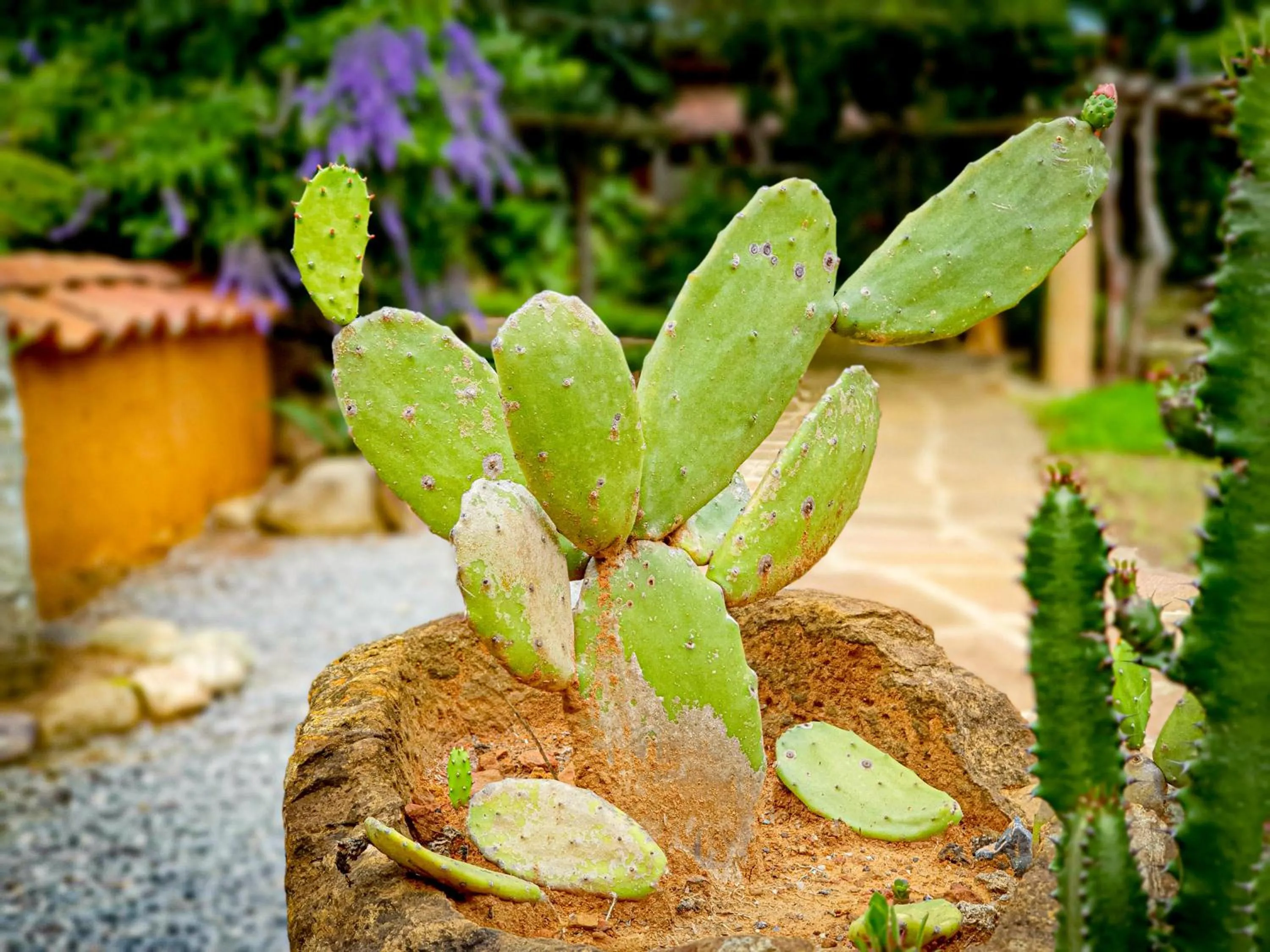 Garden view in Hotel Terra Barichara