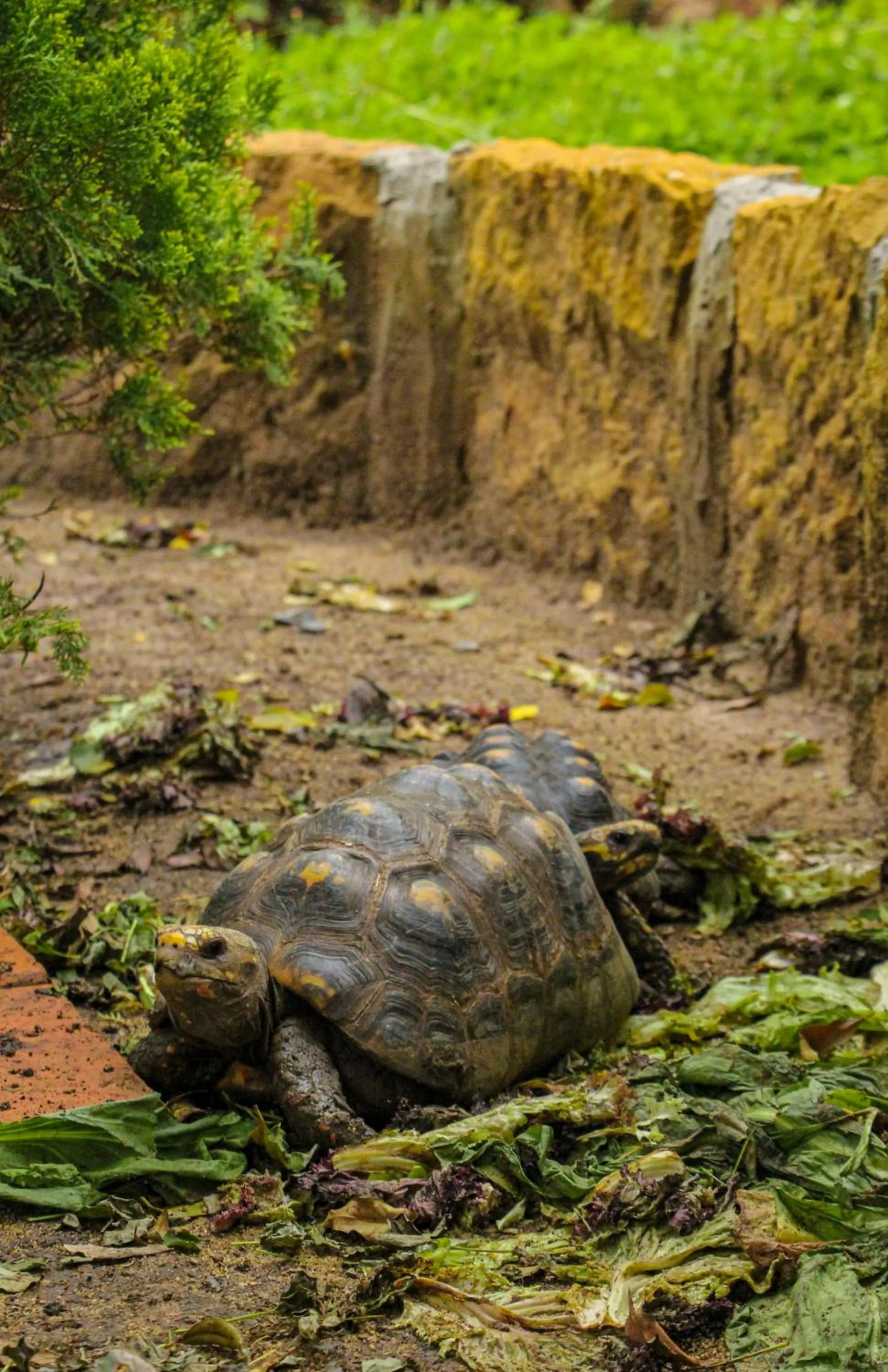 Animals in Hotel Terra Barichara