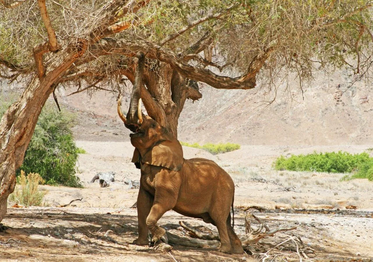 Animals in Khowarib Lodge