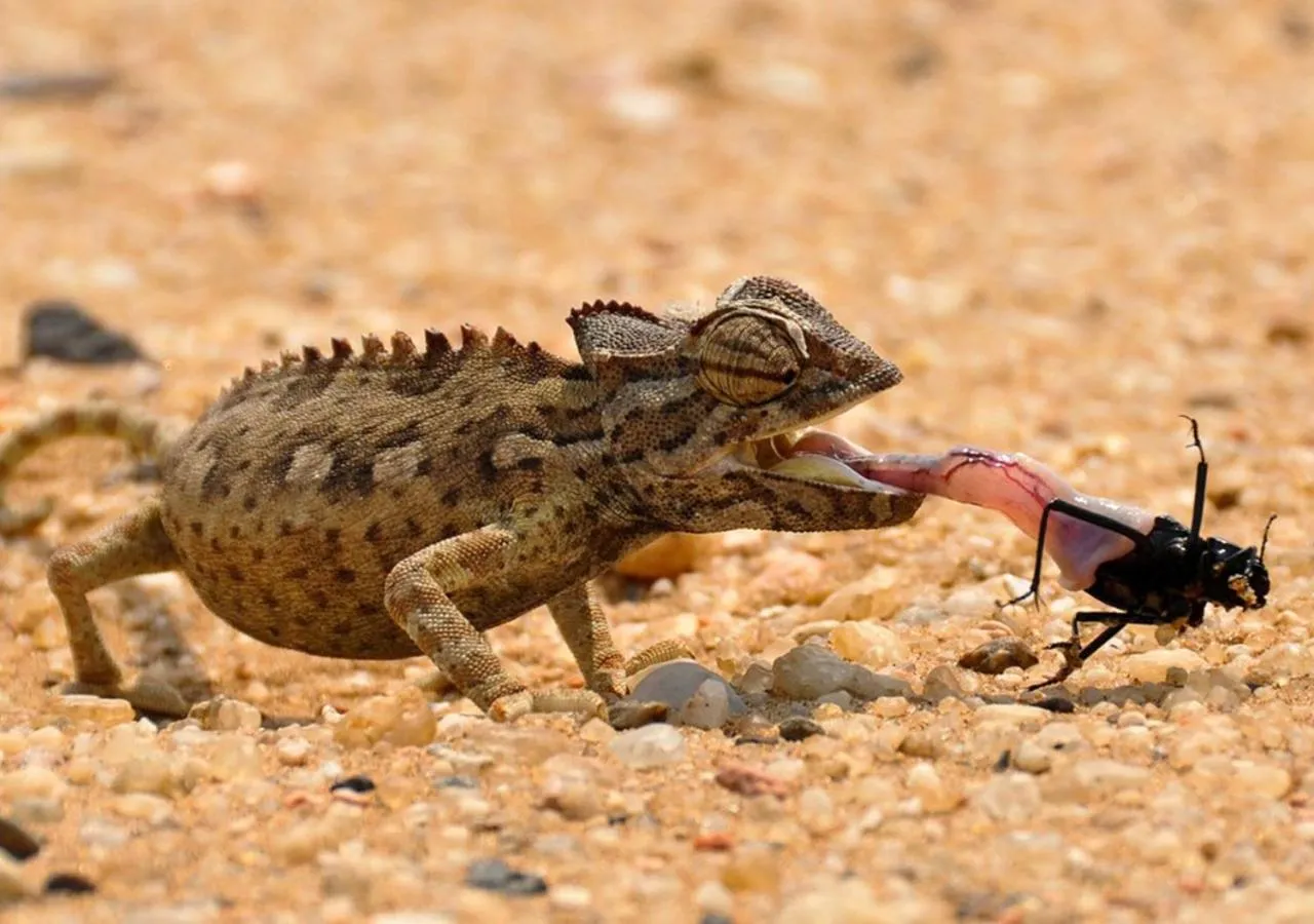 Animals in Khowarib Lodge