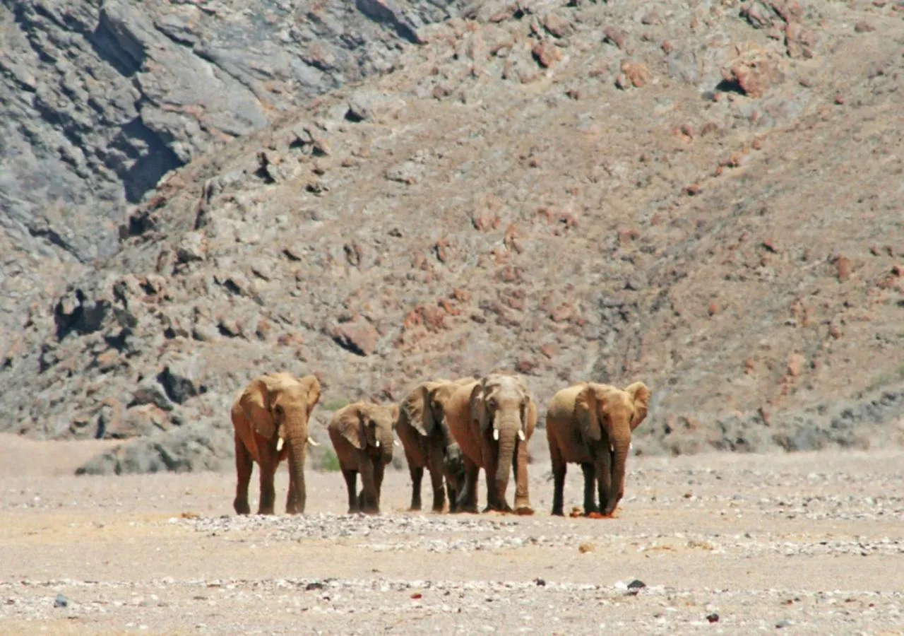 Animals in Khowarib Lodge