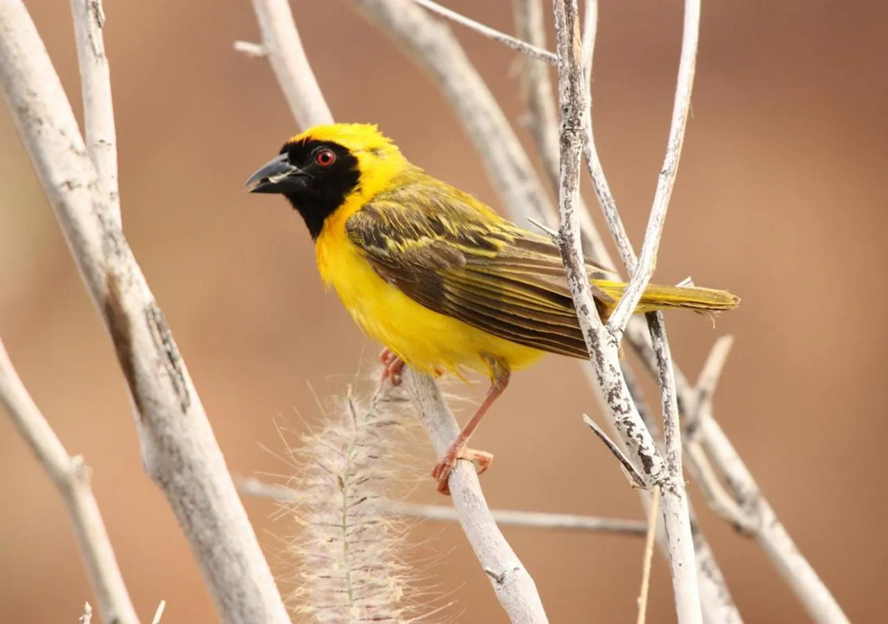 Animals in Khowarib Lodge