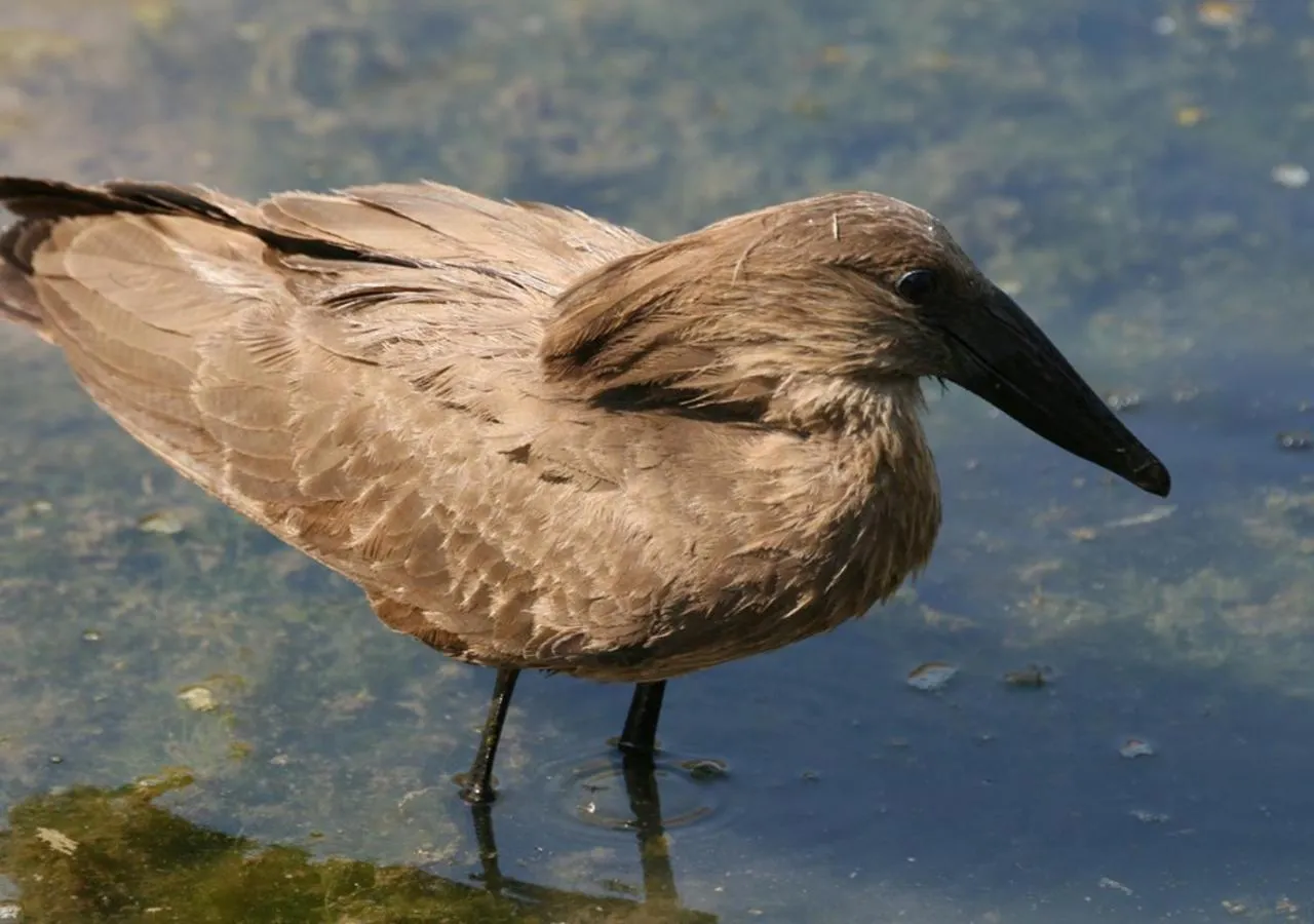 Animals in Khowarib Lodge