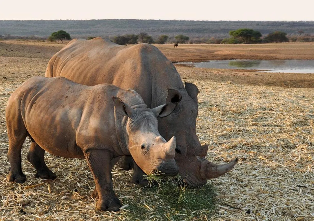 Animals in Khowarib Lodge