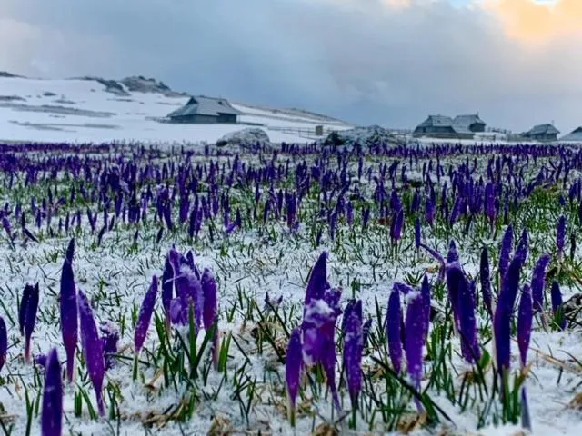 Koča Zlatorog - Velika planina