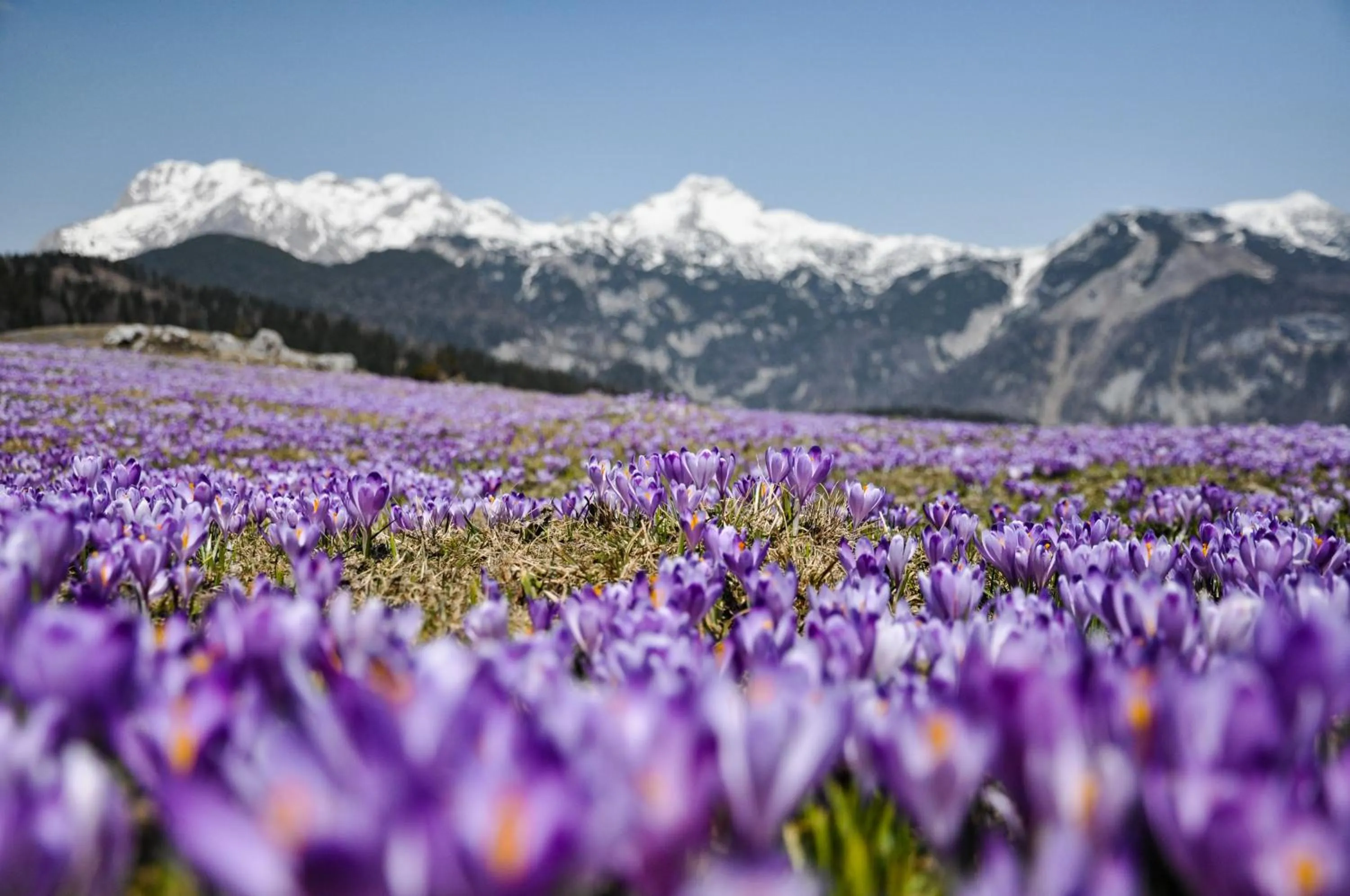 Koča Zlatorog - Velika planina