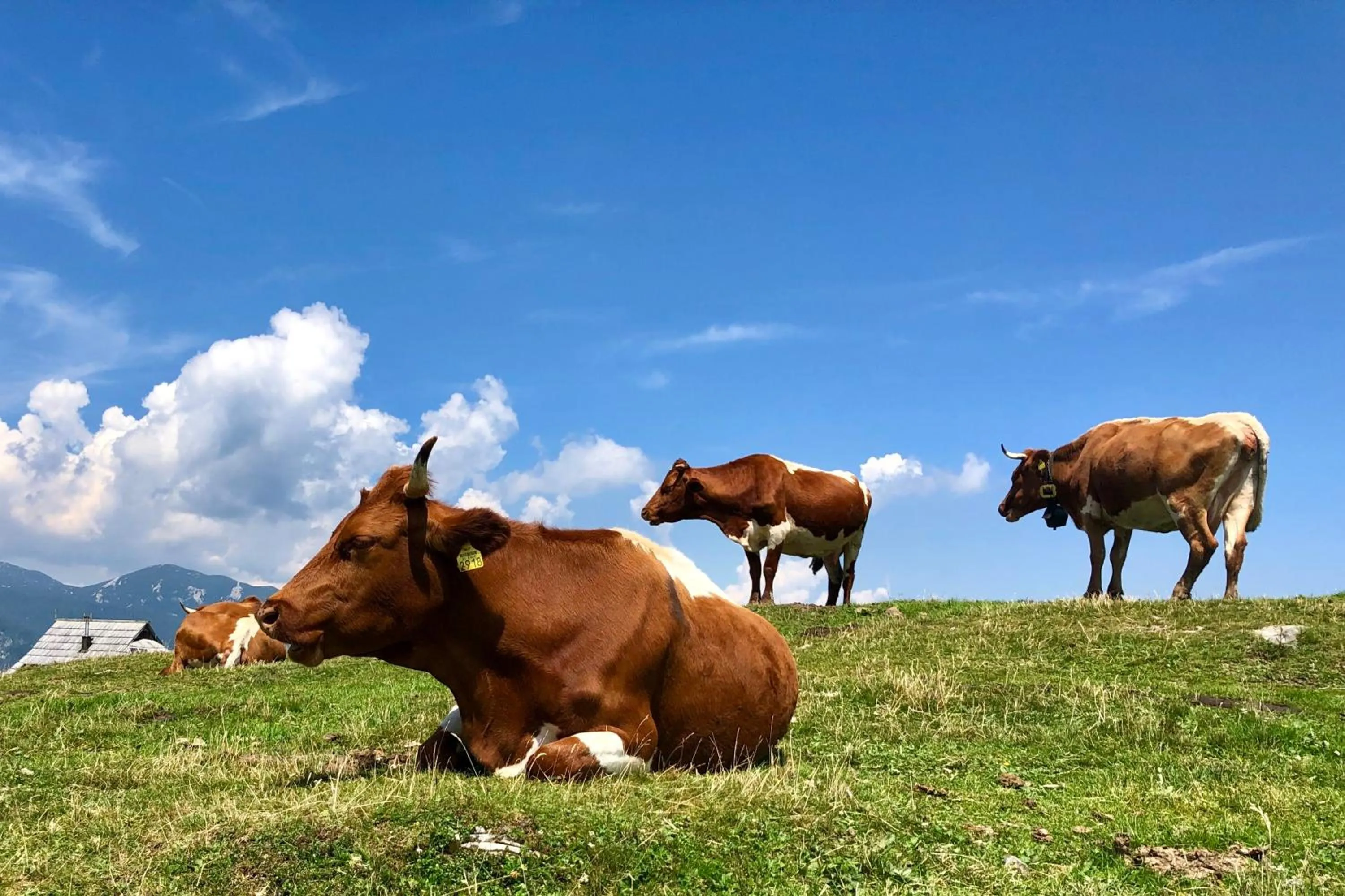 Koča Zlatorog - Velika planina