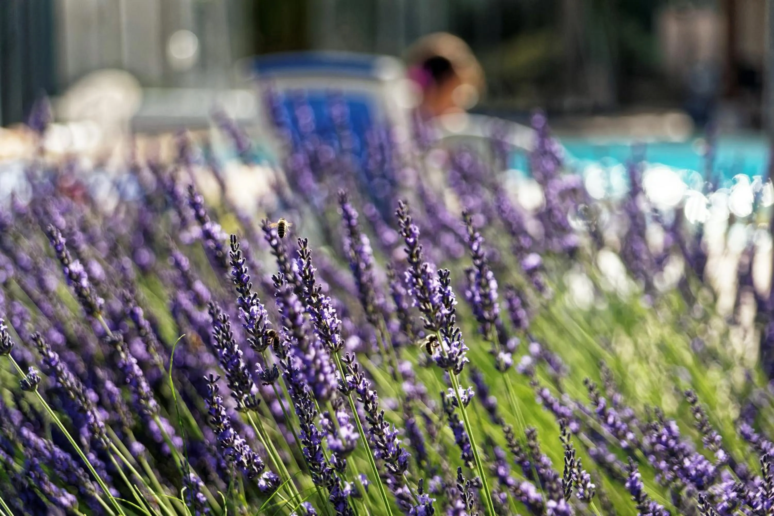 Pool view in Logis Des Trois Maures