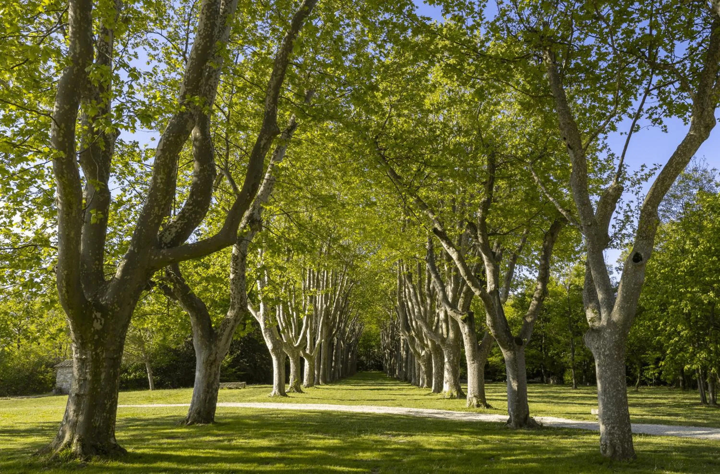 Natural landscape in Château Les Oliviers de Salettes