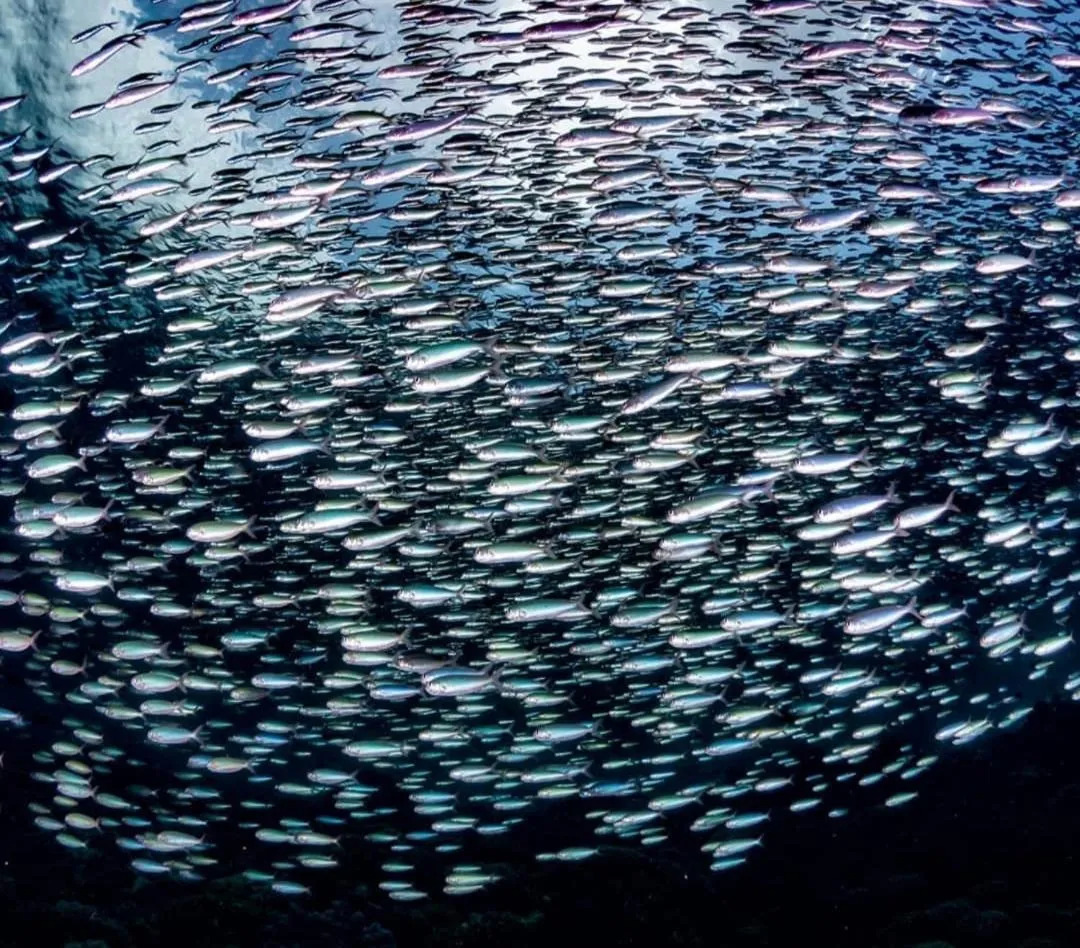 Diving in Marind Dive Eco Resort Wakatobi