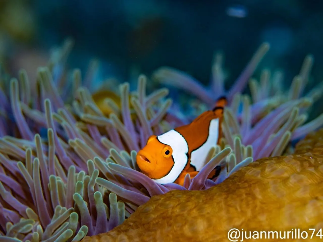 Diving in Marind Dive Eco Resort Wakatobi