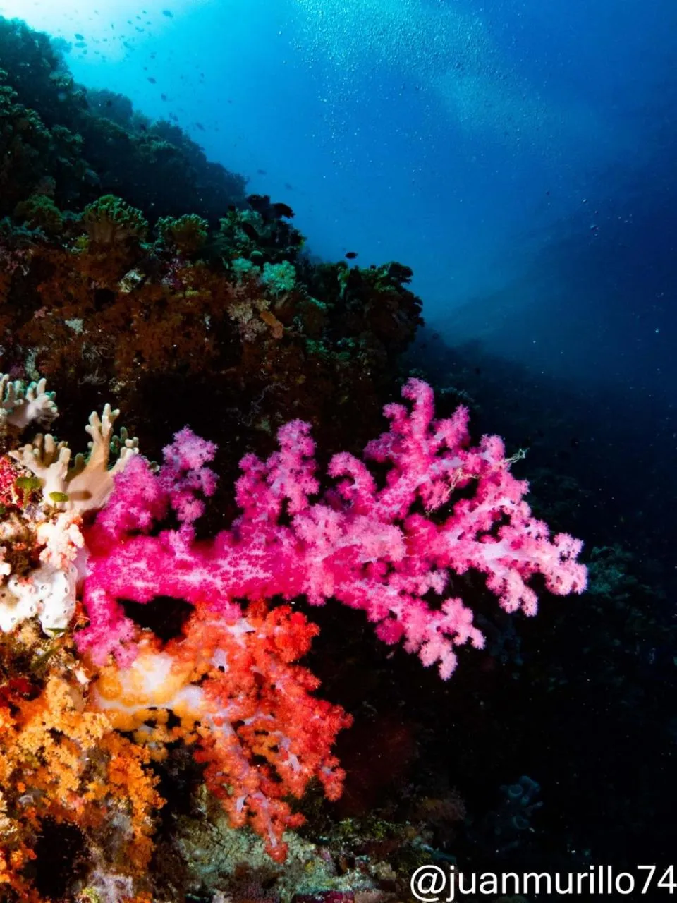 Diving in Marind Dive Eco Resort Wakatobi