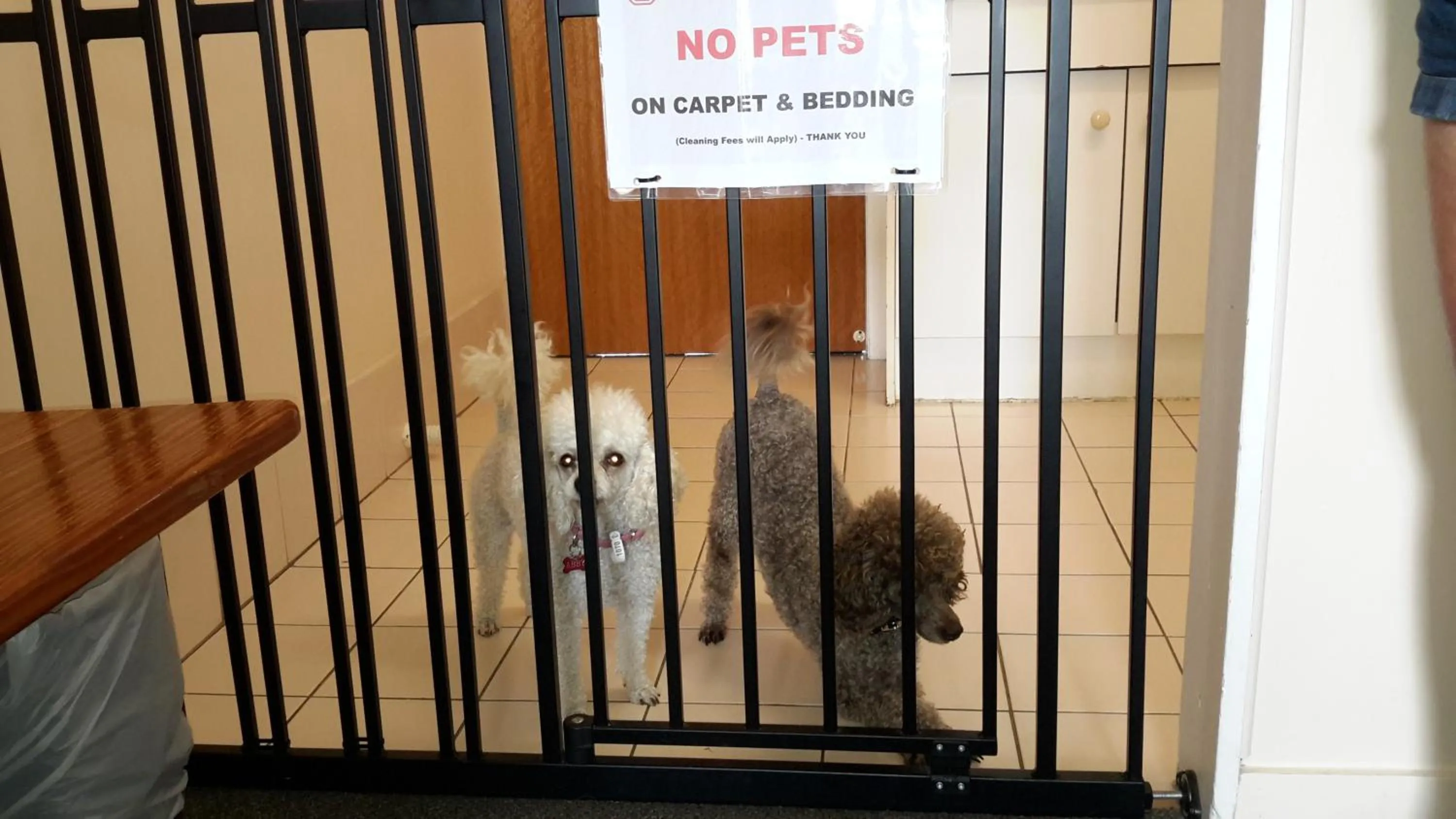 Pets in Ocean View Motel Bowen