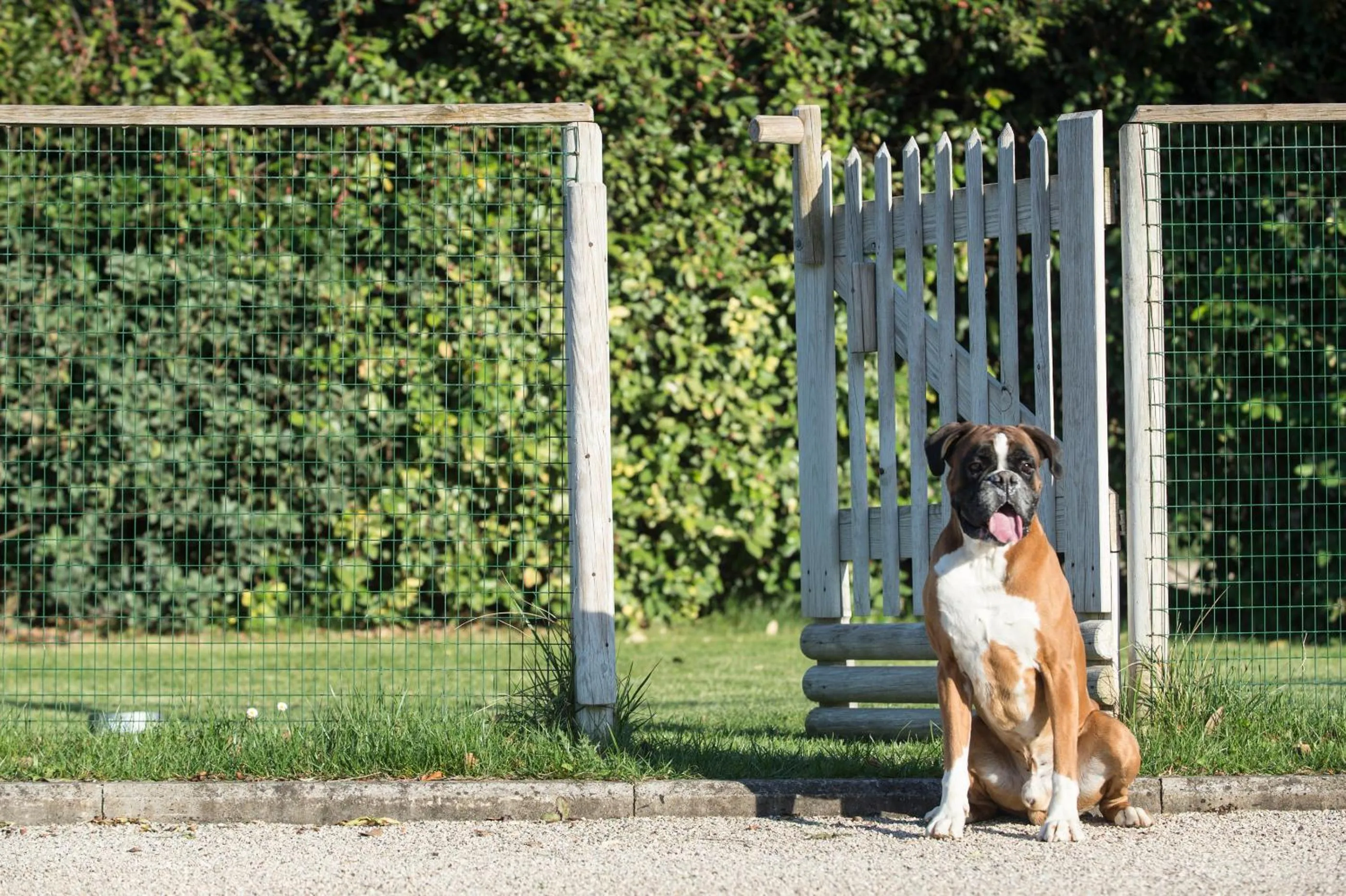 Pets in Hotel & Resort Le Colombare