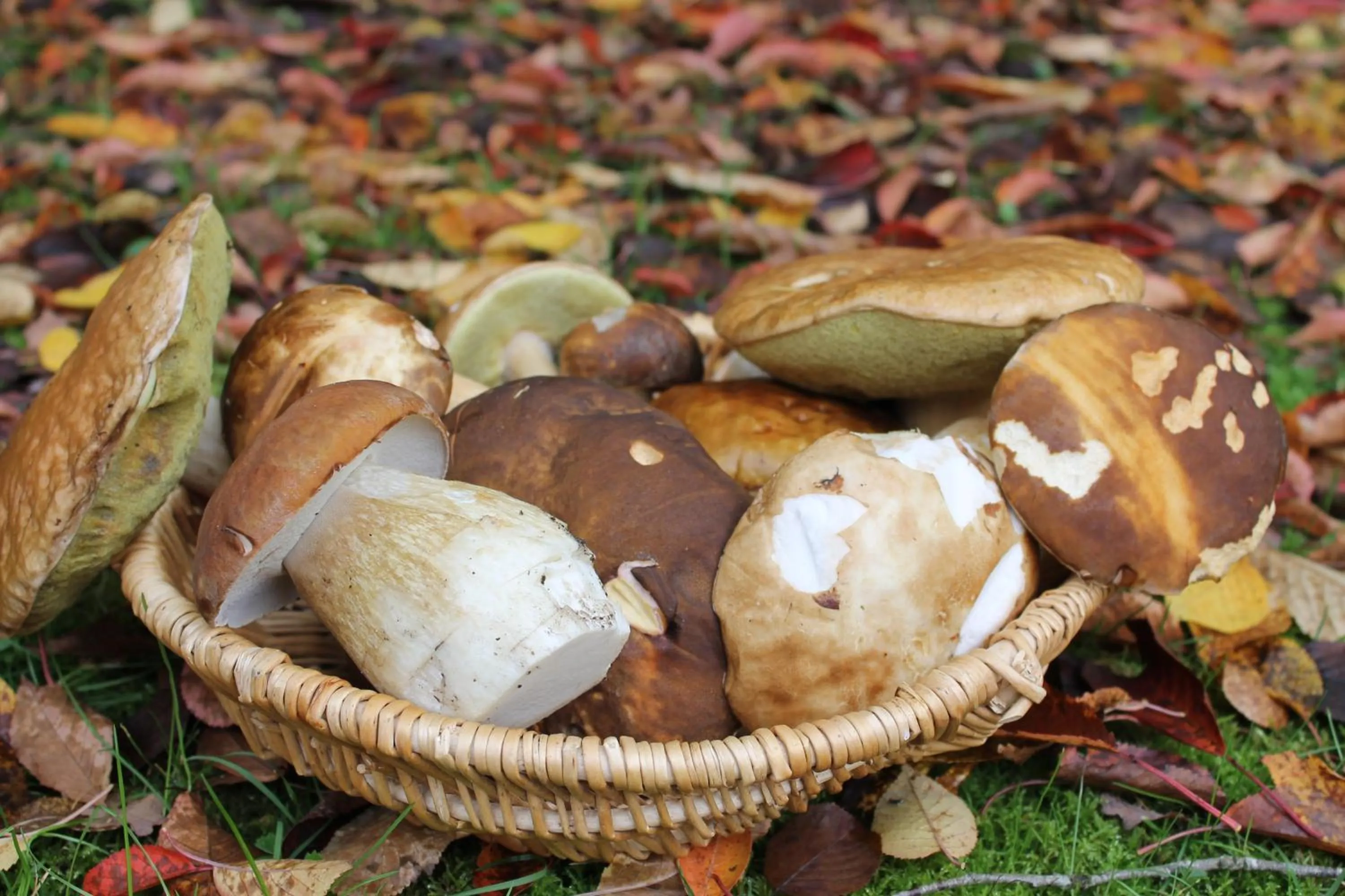 Activities in Chambres d'hôtes La Brillève