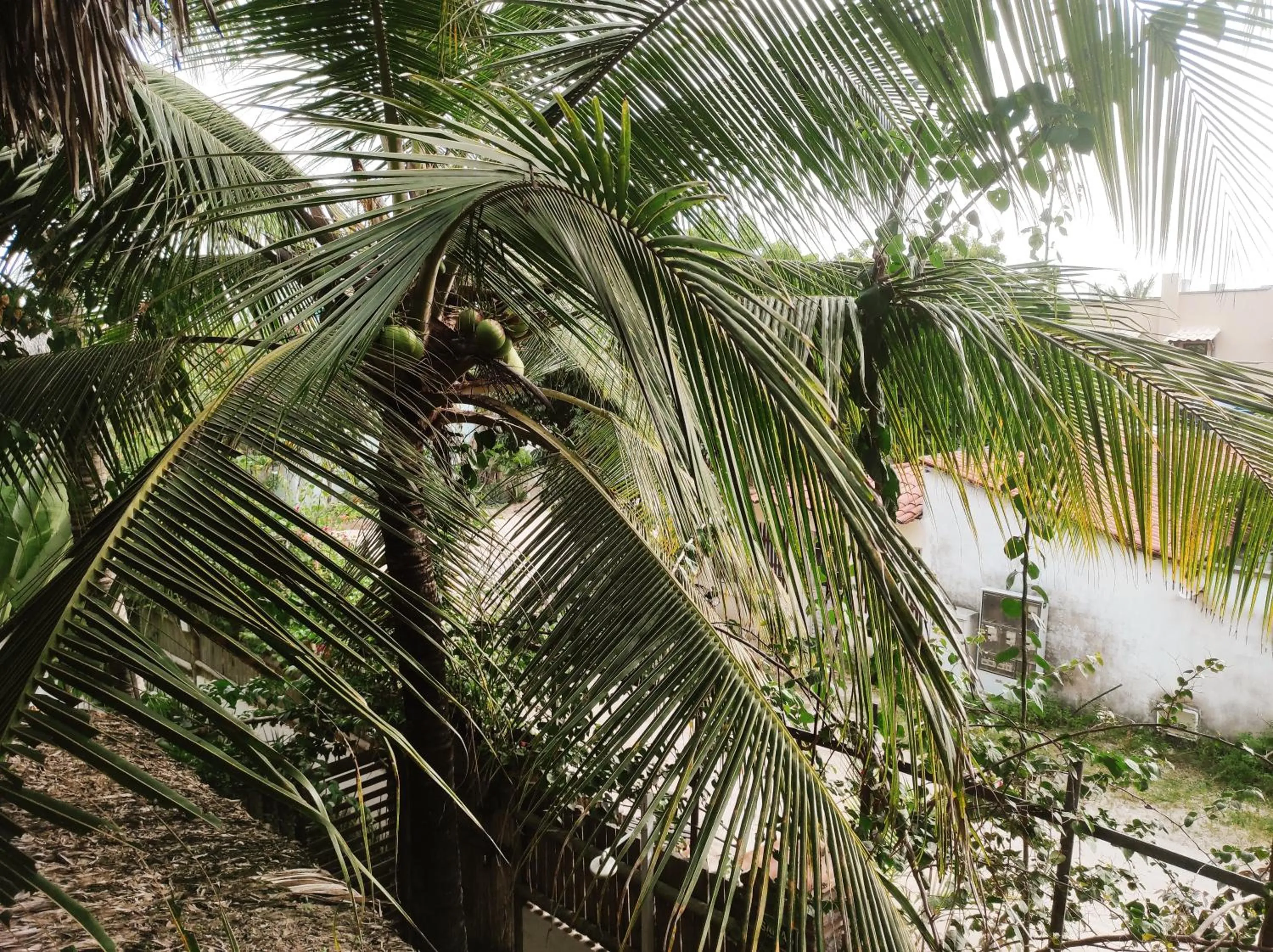Pousada Tropical Brasil Jeri