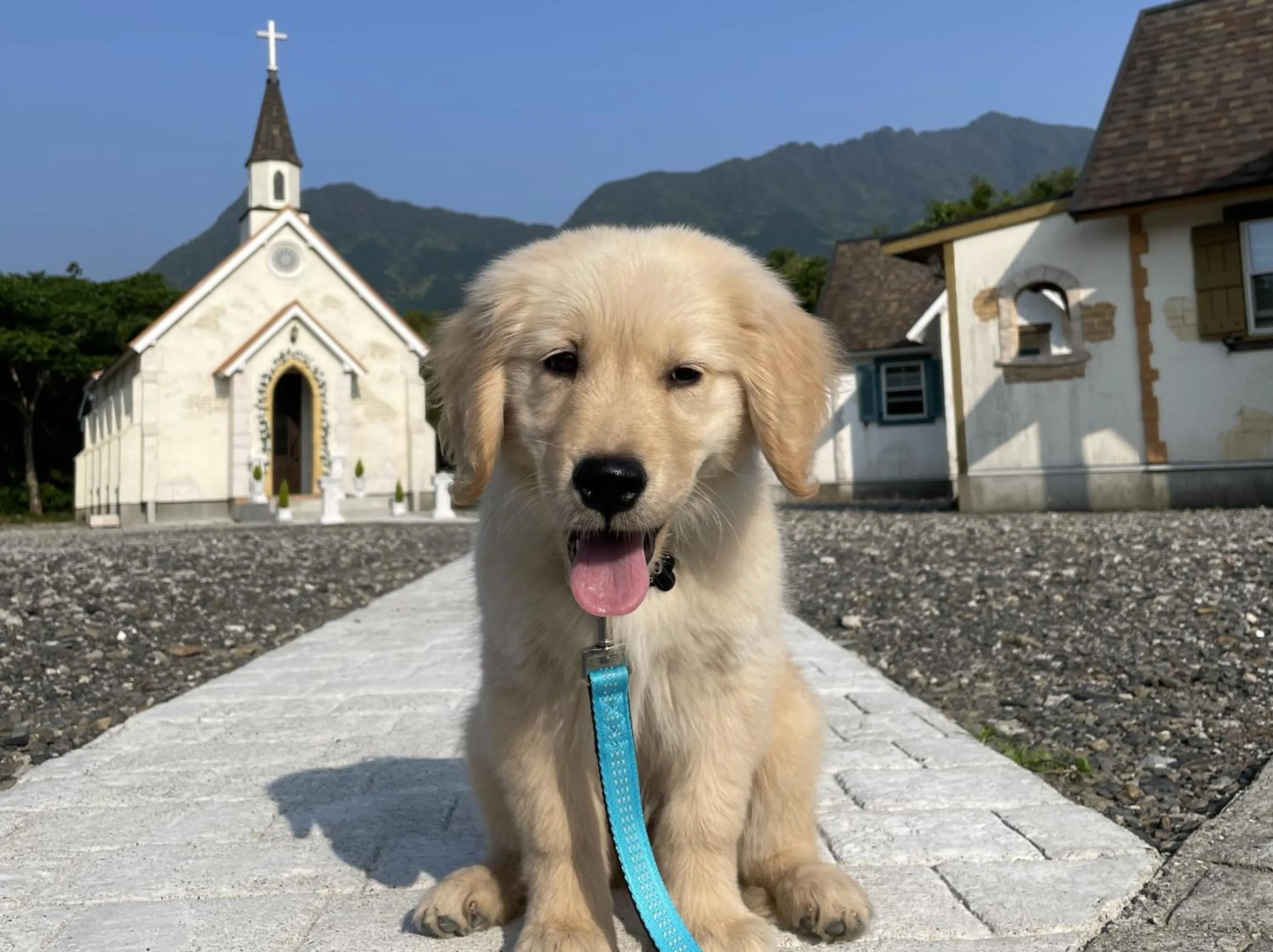 Pets in Cottage Morinokokage