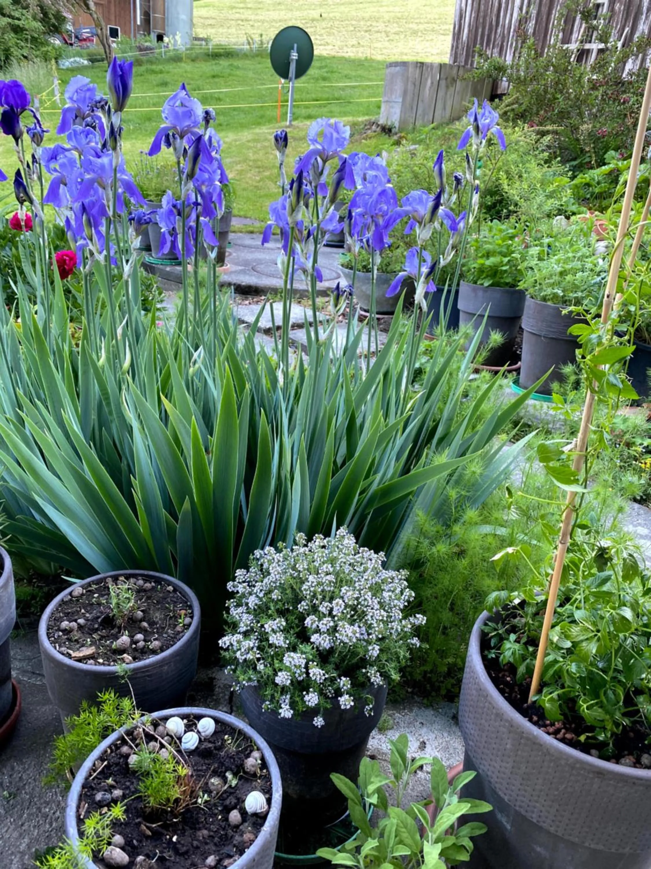 Garden in B&B tannen124