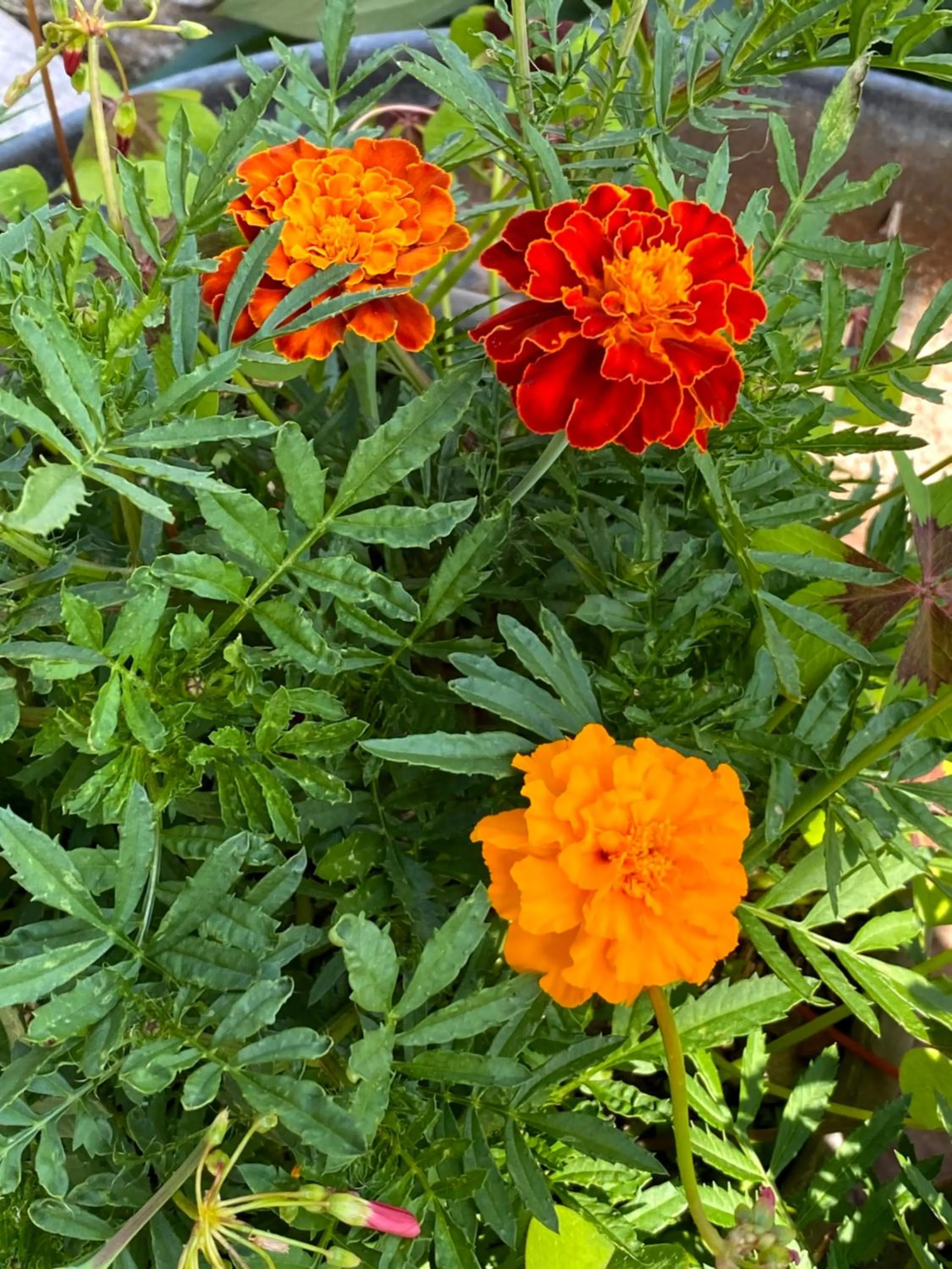 Garden in B&B tannen124