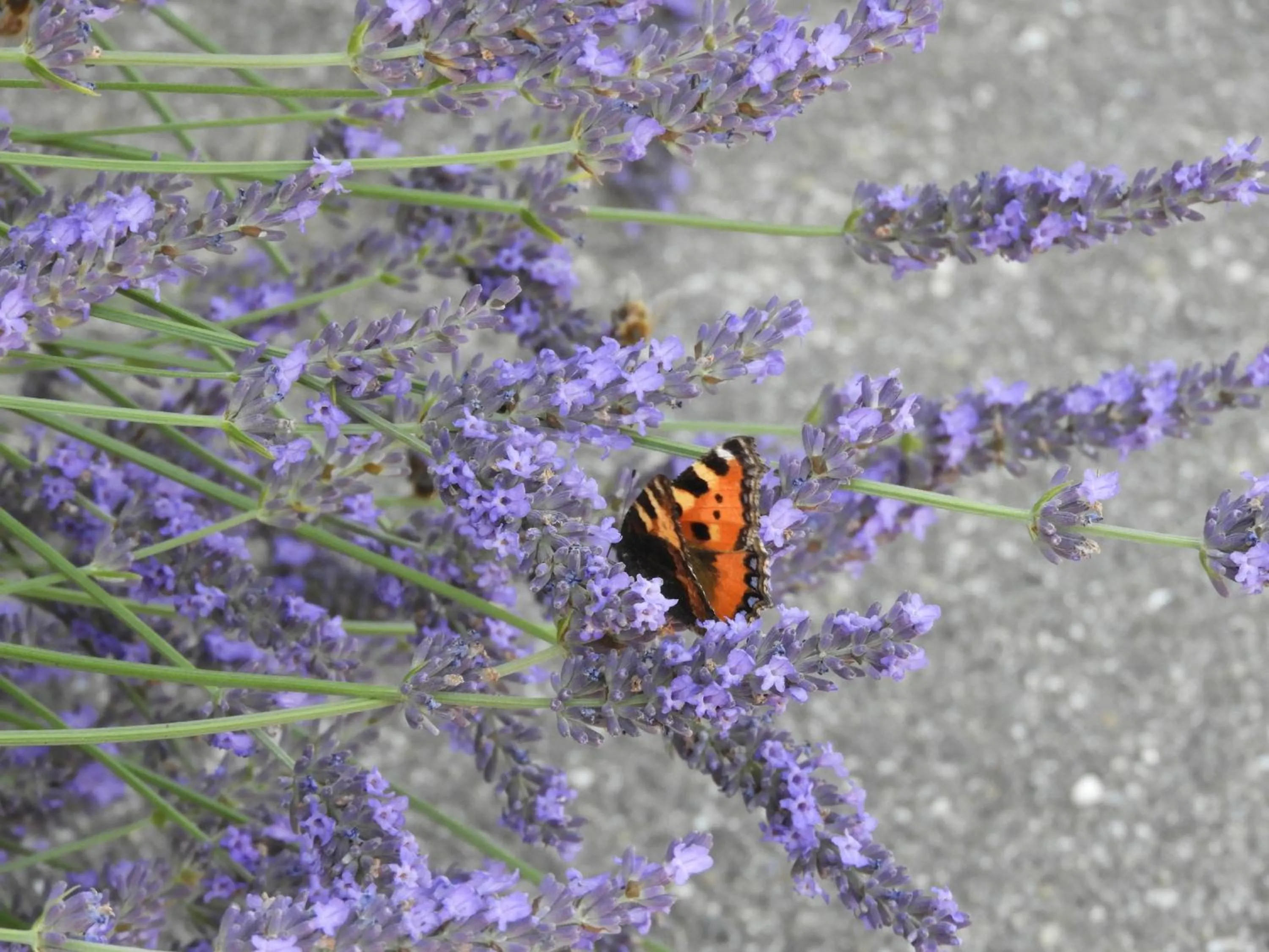 Area and facilities in B&B tannen124