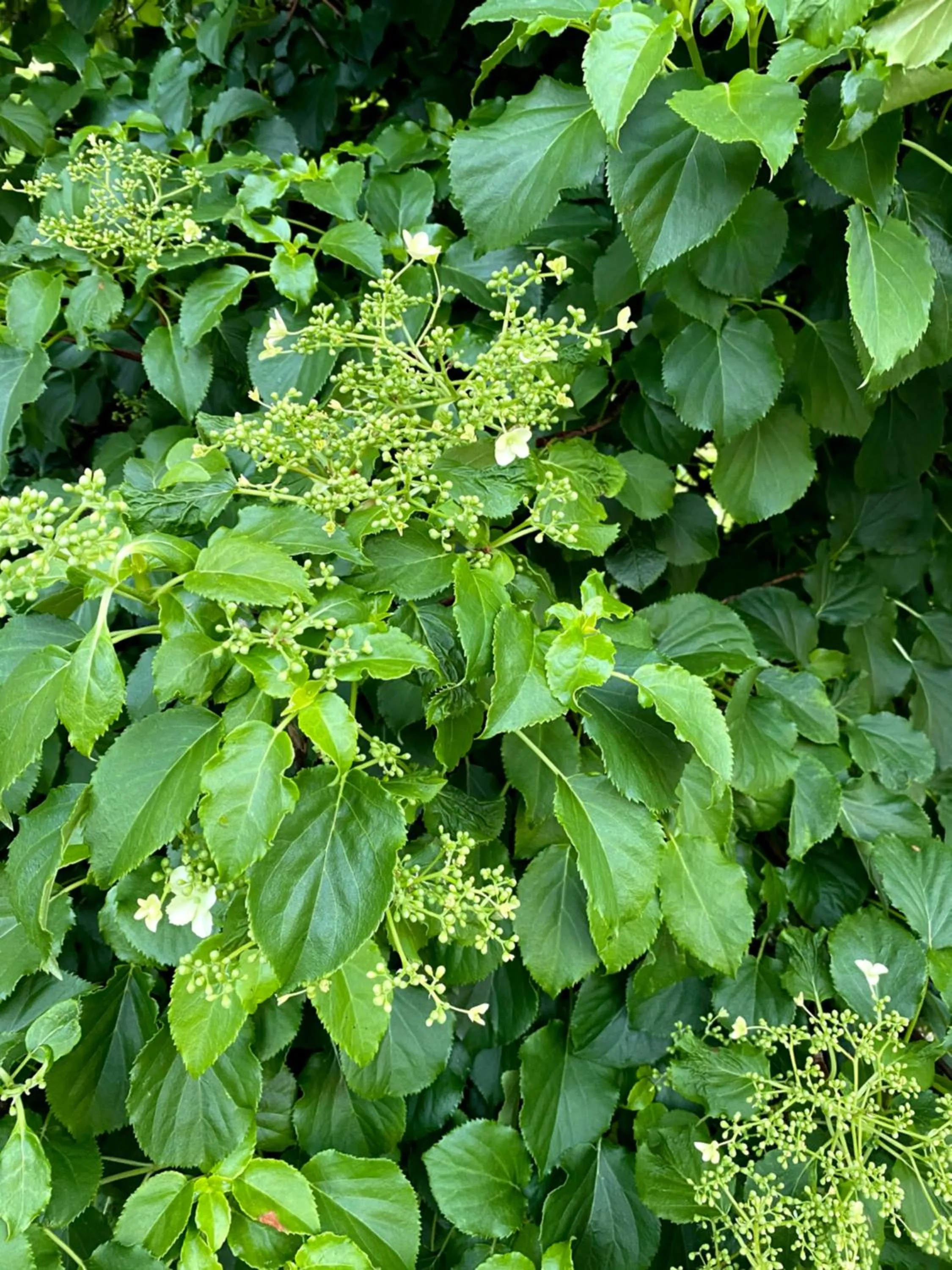 Garden in B&B tannen124