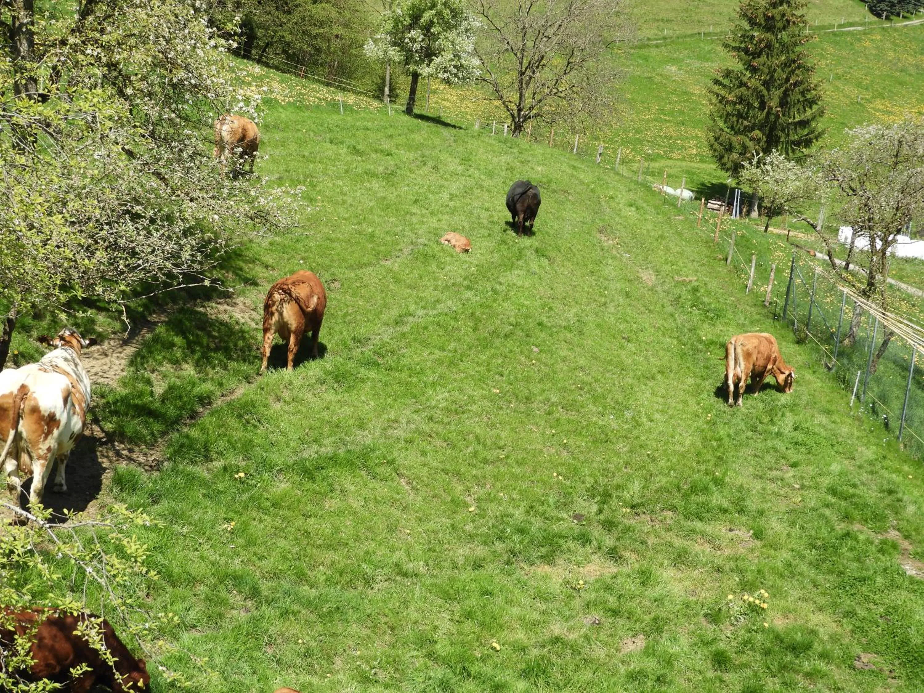 Animals in B&B tannen124