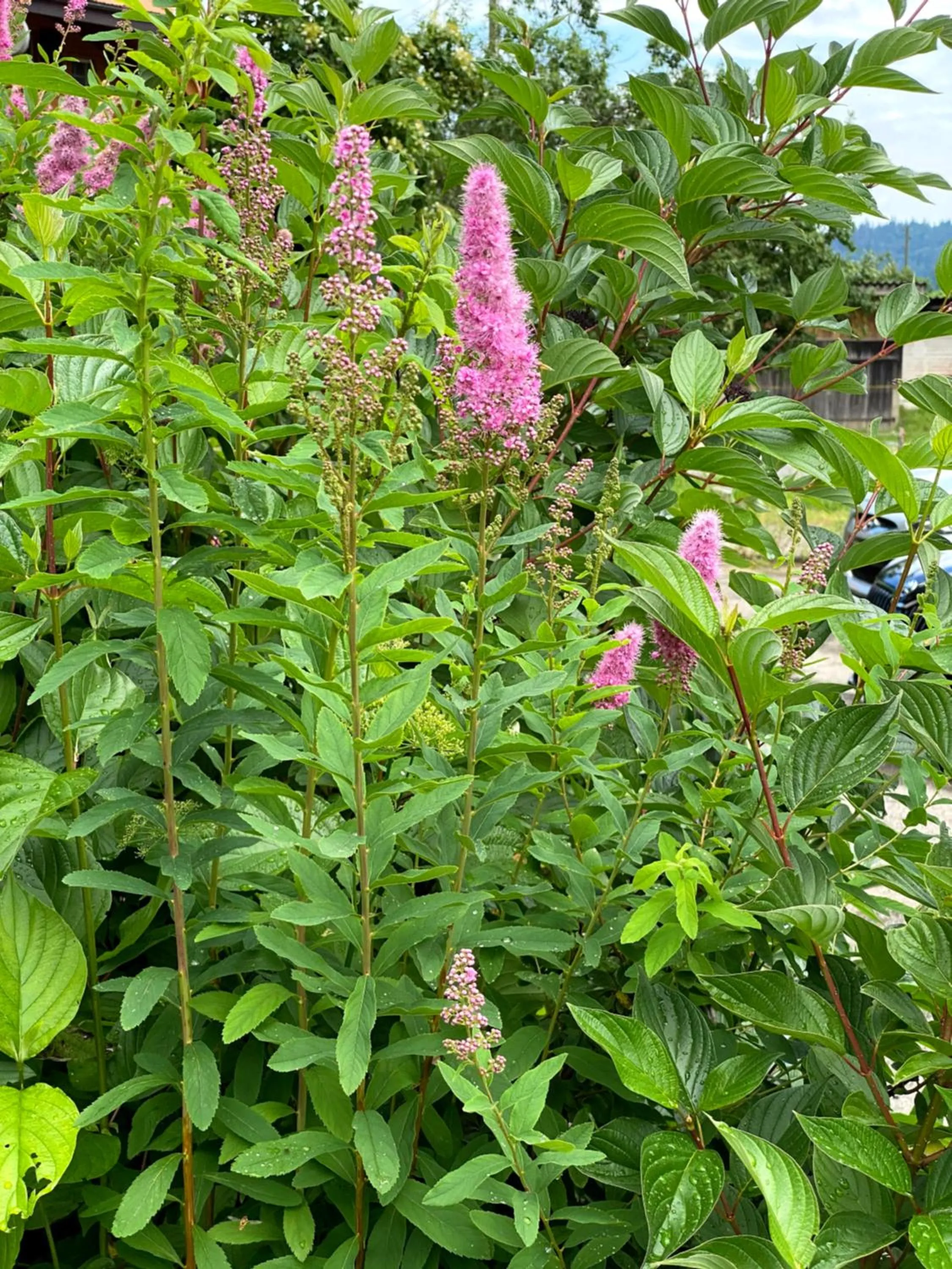 Garden in B&B tannen124