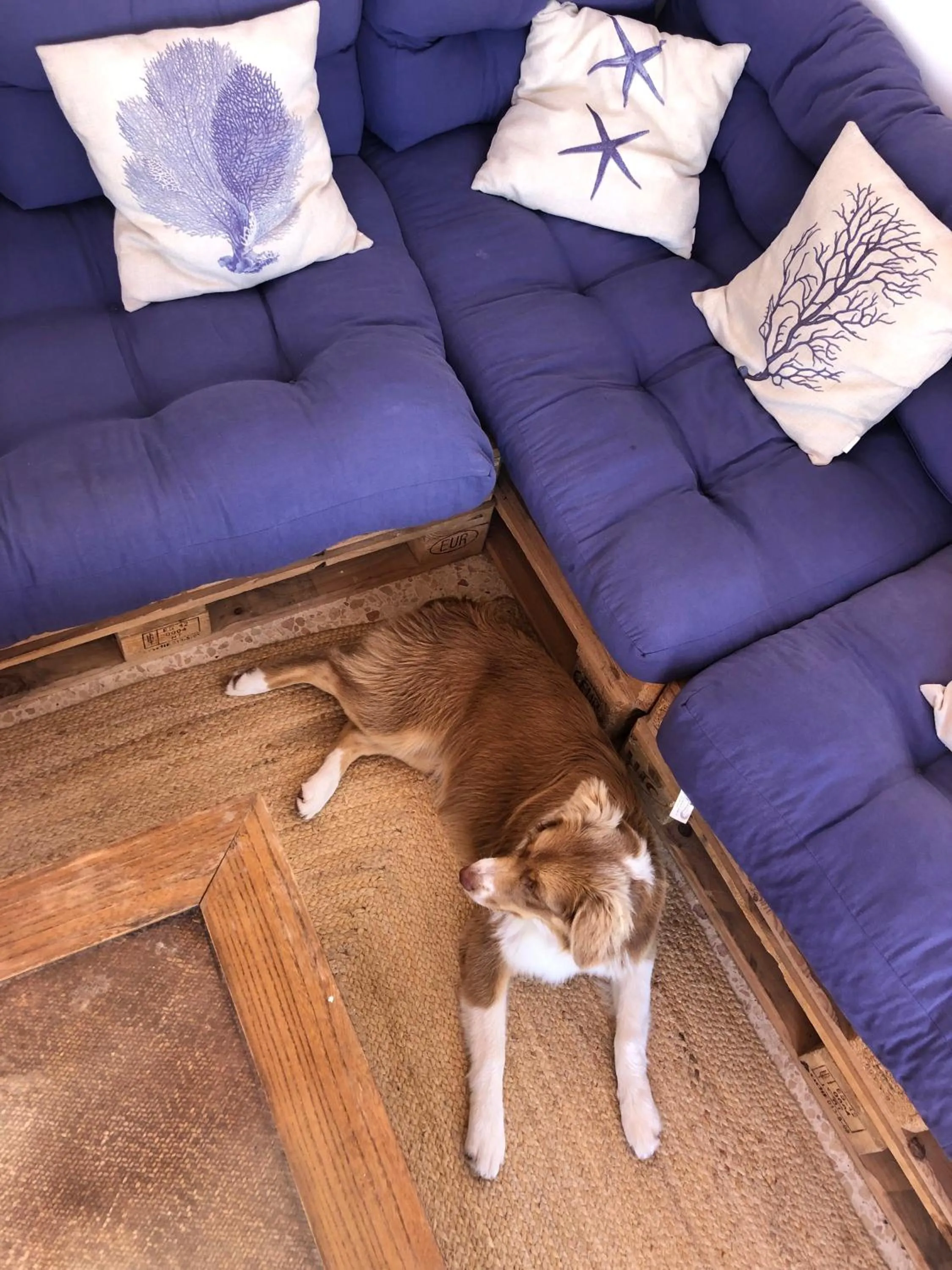 Animals in Hotel Leal - La Sirena