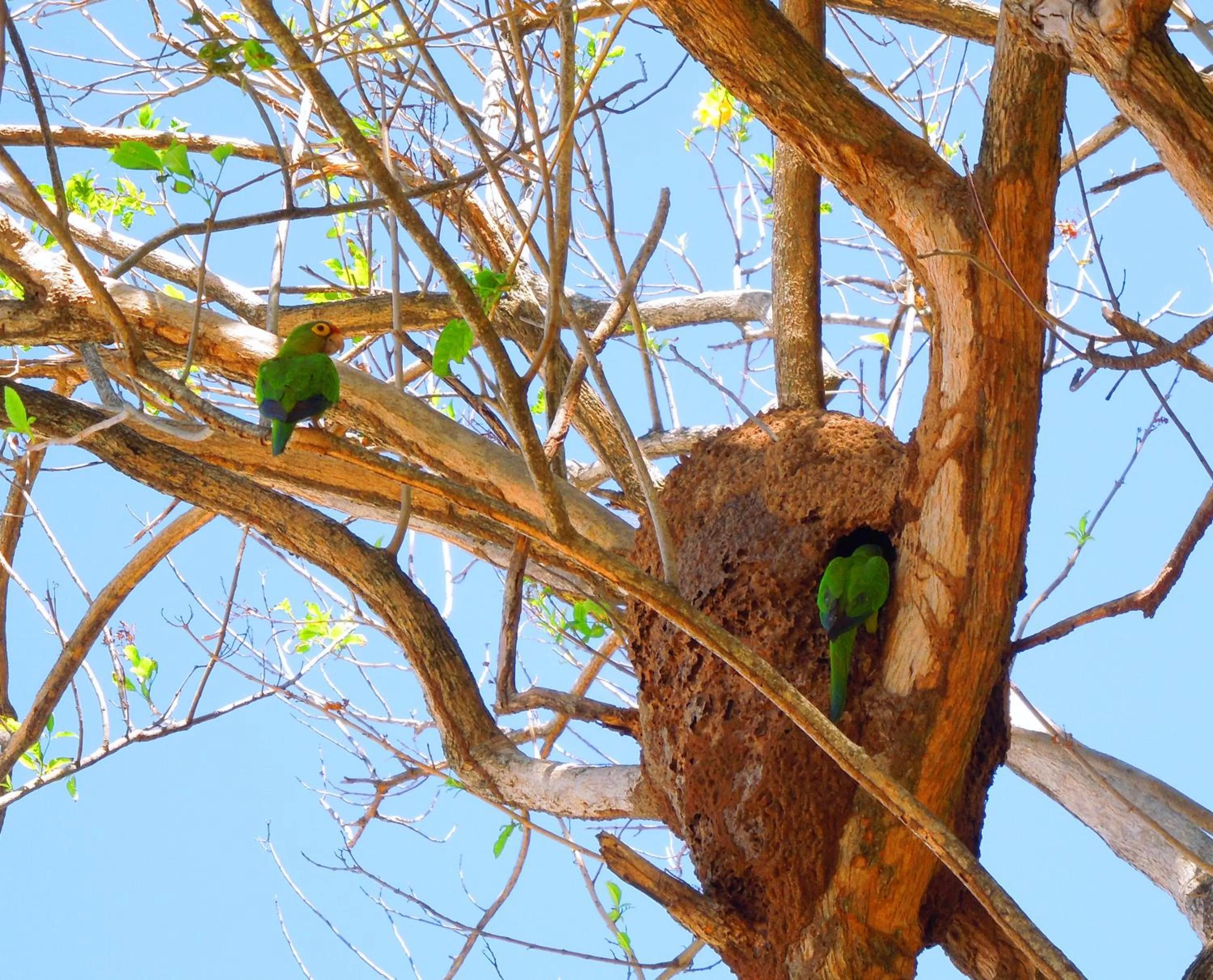 Natural landscape in Capitán Suizo Beachfront Boutique Hotel