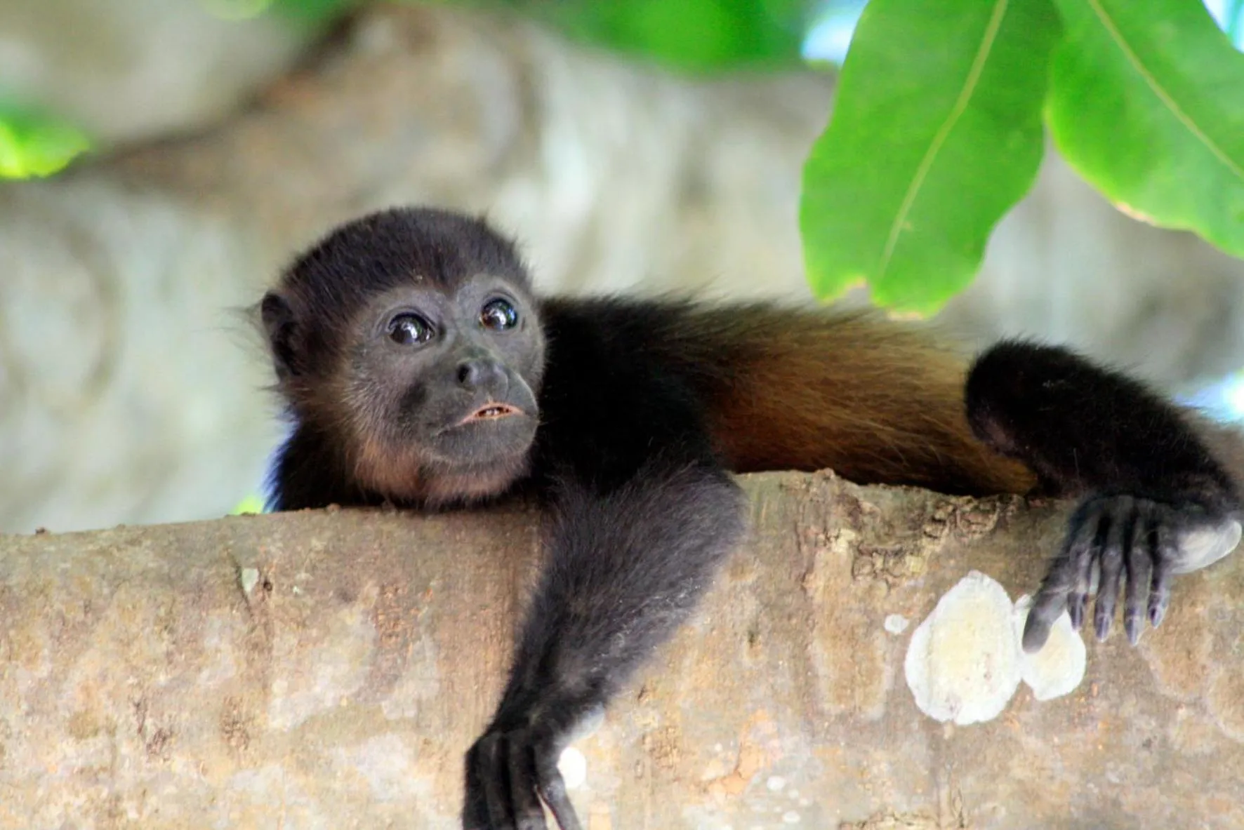 Natural landscape in Capitán Suizo Beachfront Boutique Hotel
