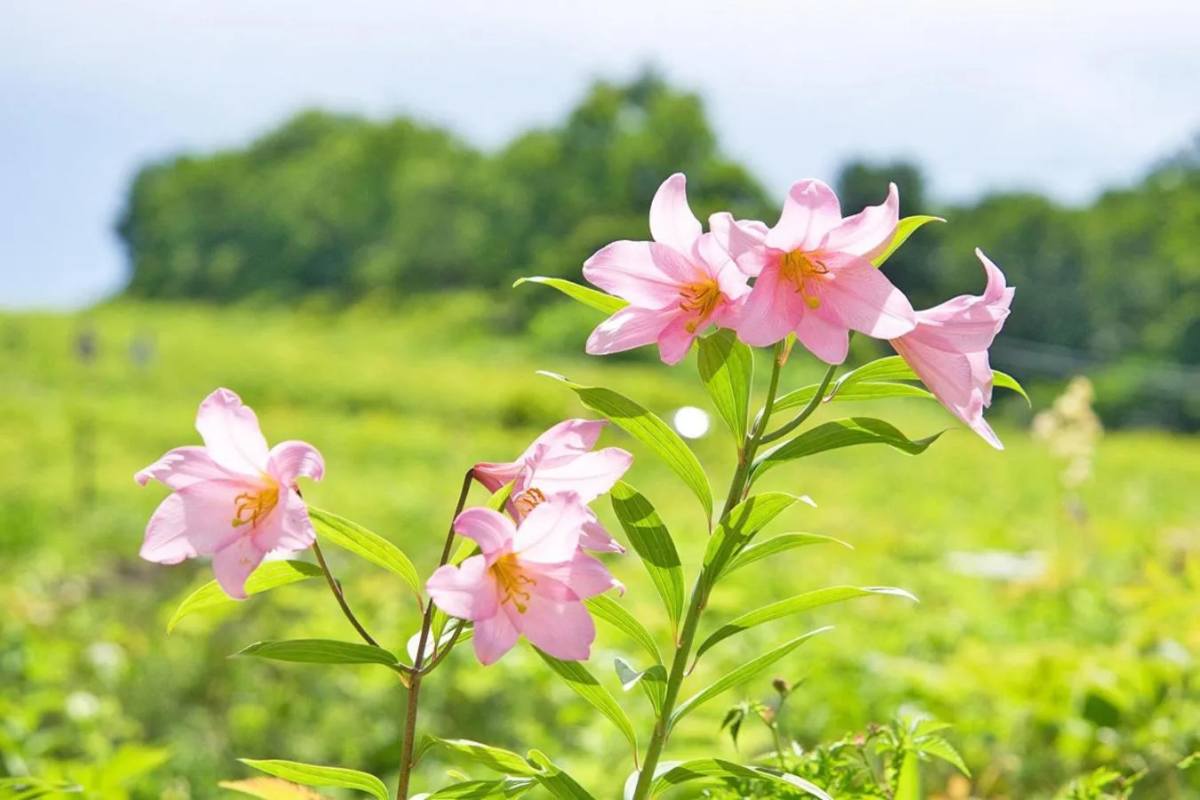 Nearby landmark in Pension Risuno Koya