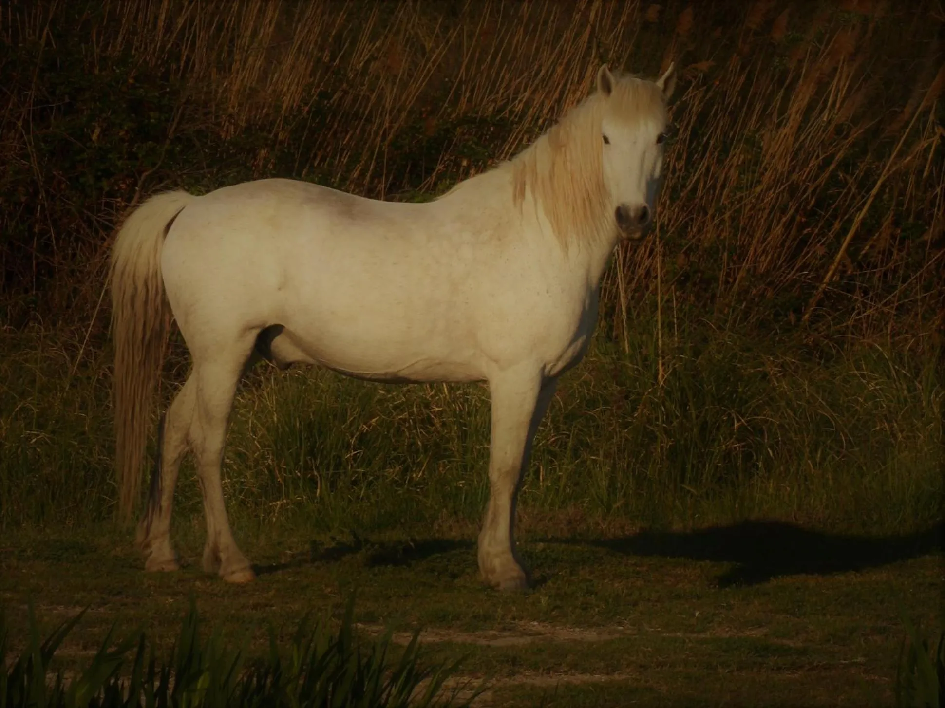 Animals in Mas Fandelou