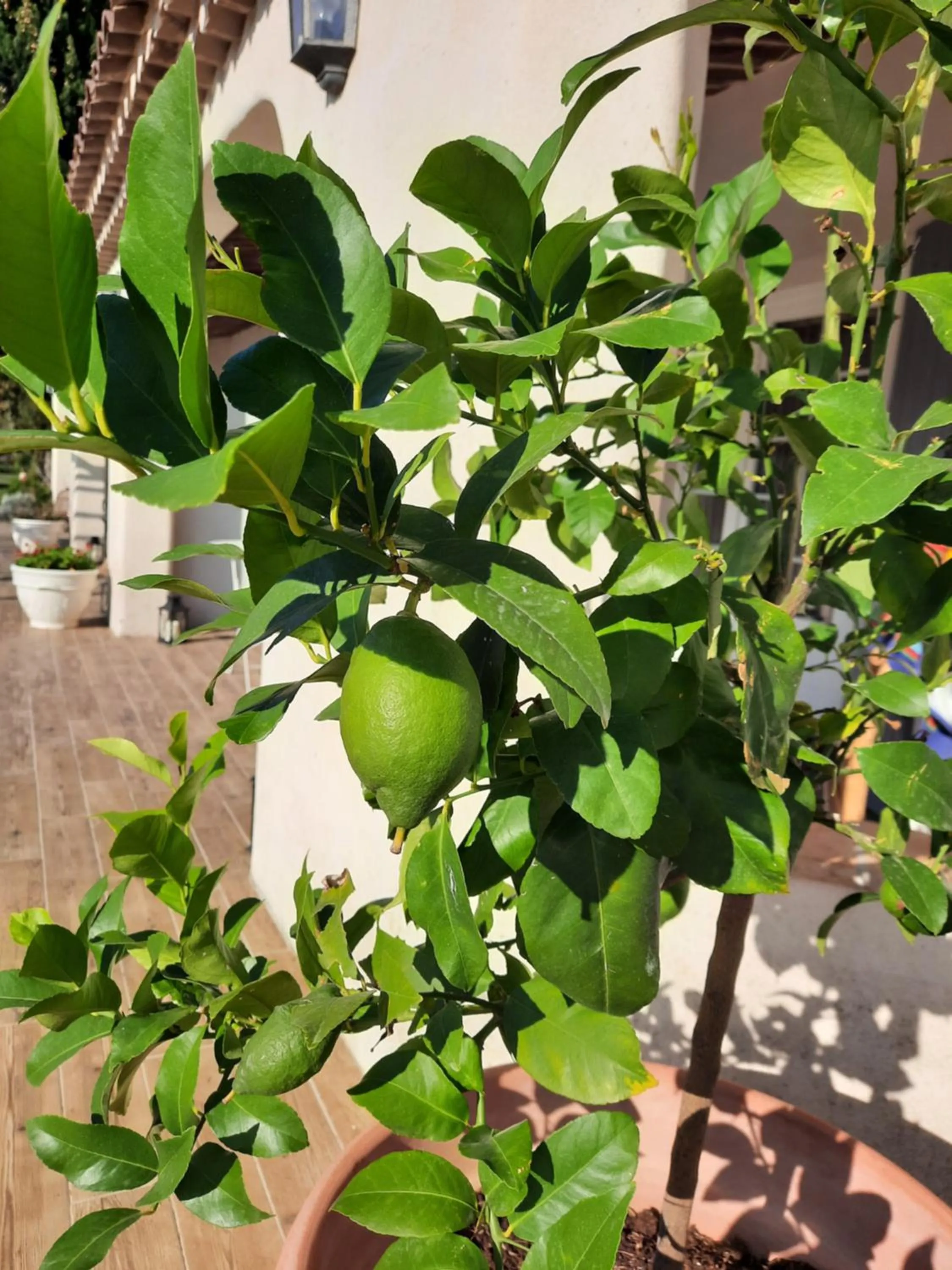 Patio in Mas Fandelou