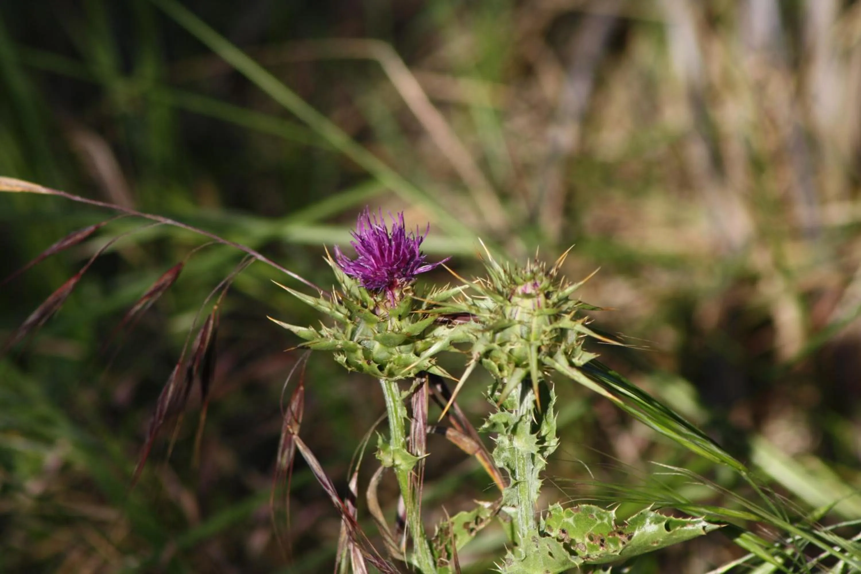 Natural landscape in Mas Fandelou